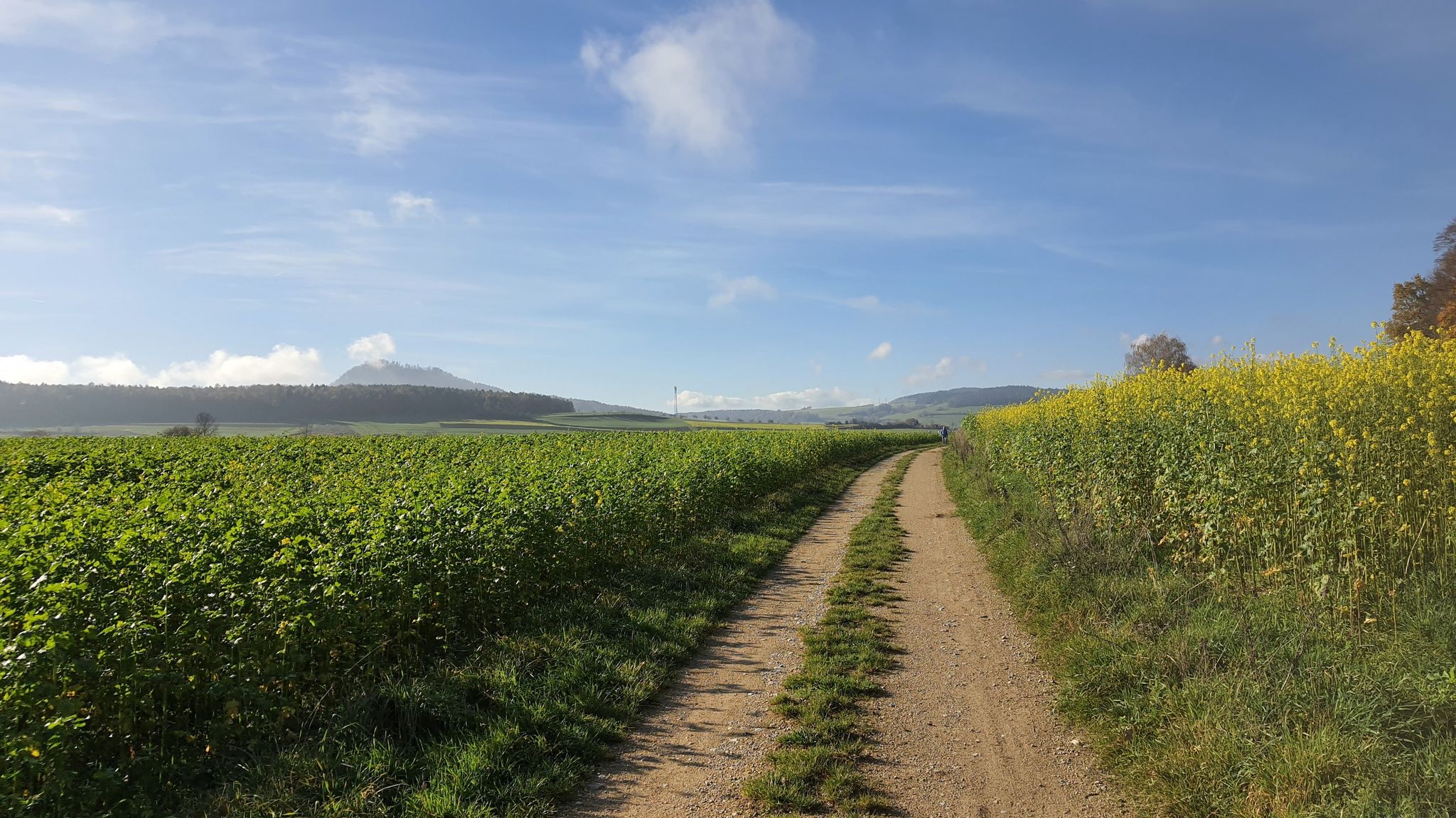 Blick zum Hohenhewen