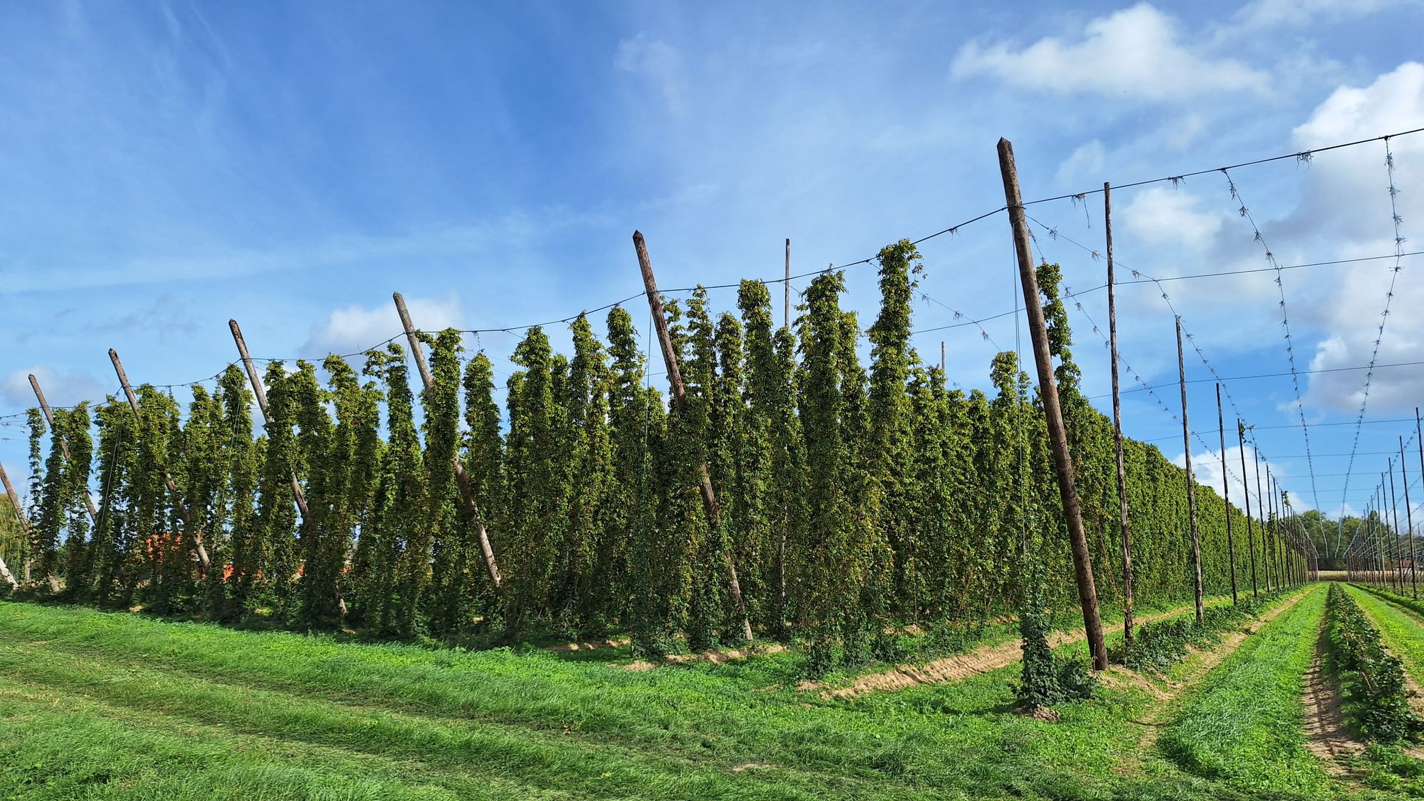 Hopveld