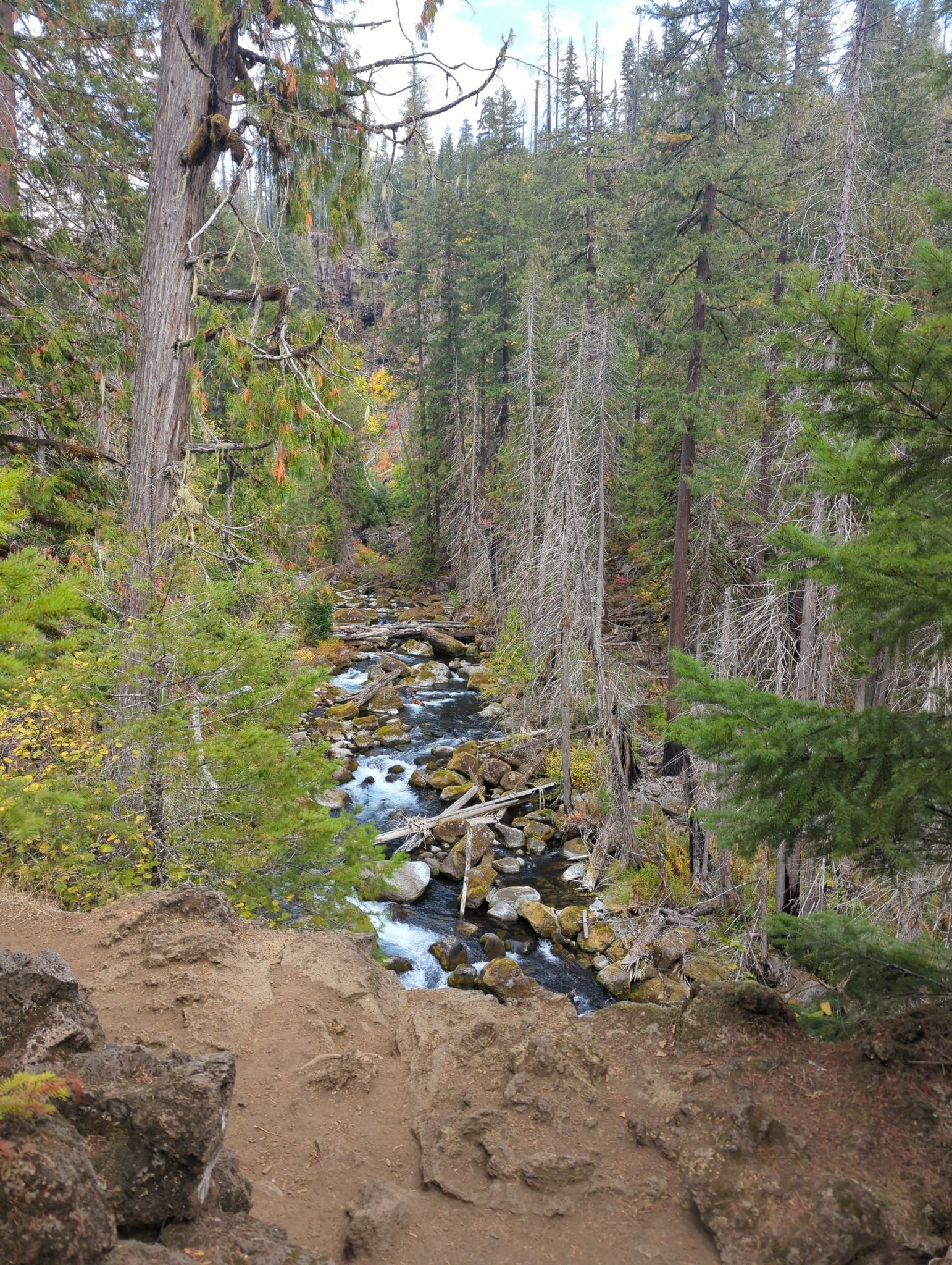 A rocky river flows through a dense, tall forest under an overcast sky. - Tamolitch Blue Pool loop from Smith River