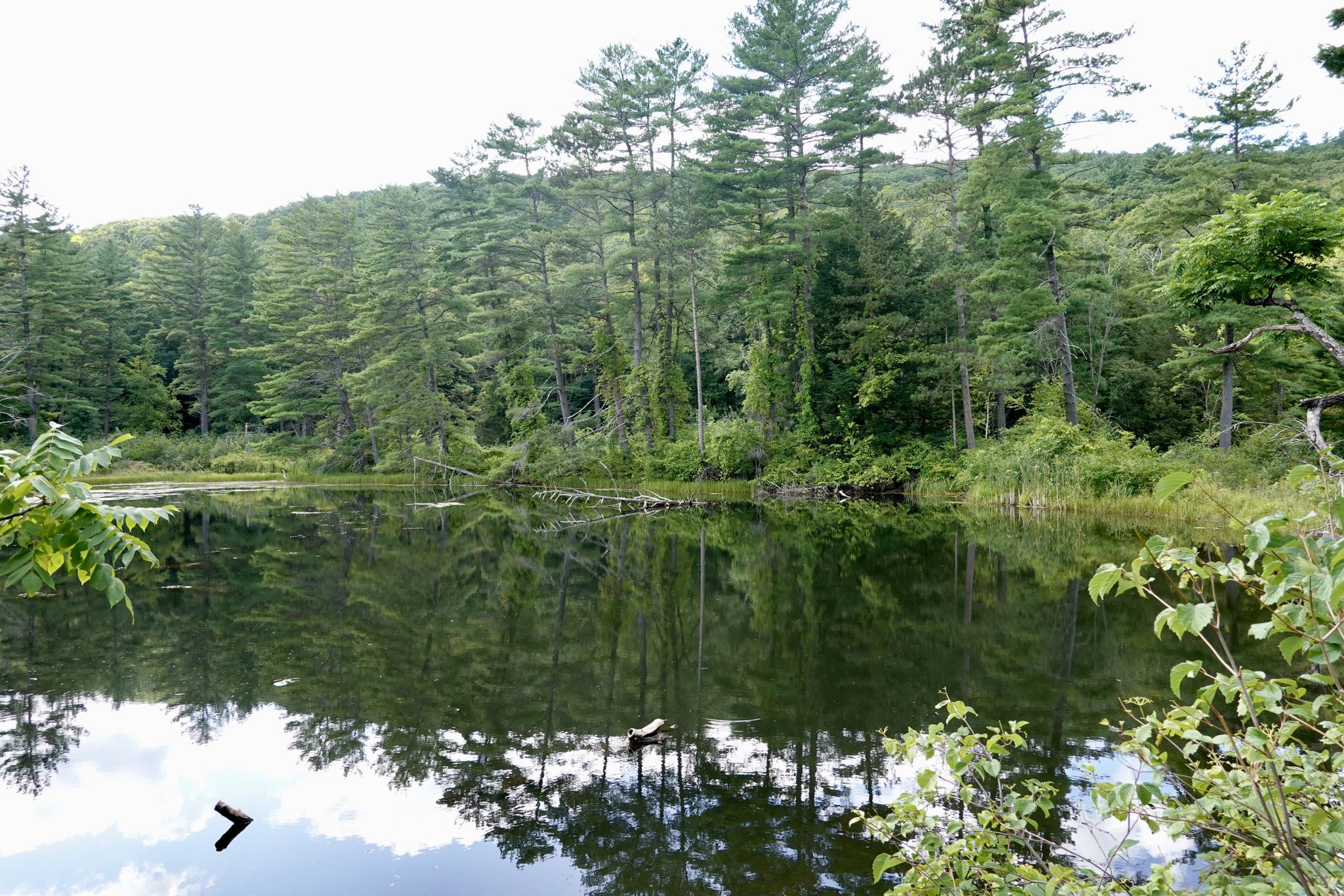 Calm lake reflecting dense forest under a bright, cloudy sky. - Trail of the Ledges and Overbrook Loop