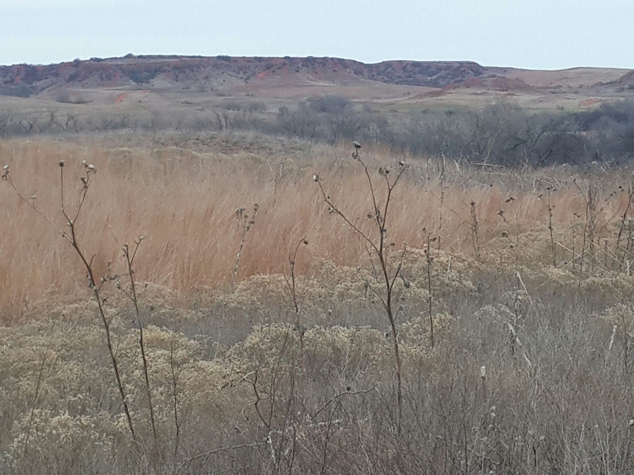 Expansive dry landscape with brown grasses, shrubs, and distant hills under soft light. - Washita Battlefield Trail