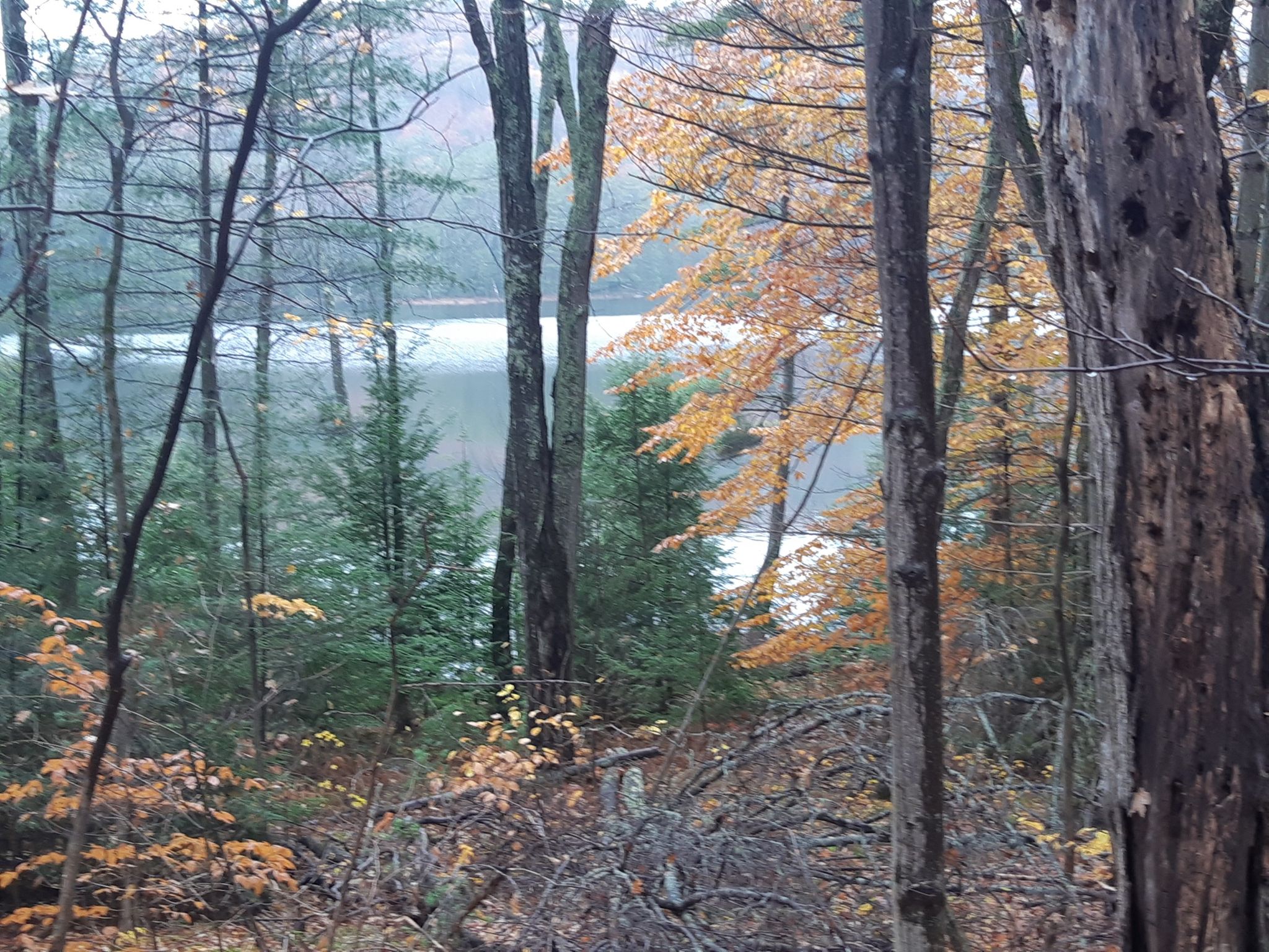 Forest scene with autumn foliage, looking through trees to a lake. - Bolton Conservation Park – View of Friends Lake loop from The Pinnacle