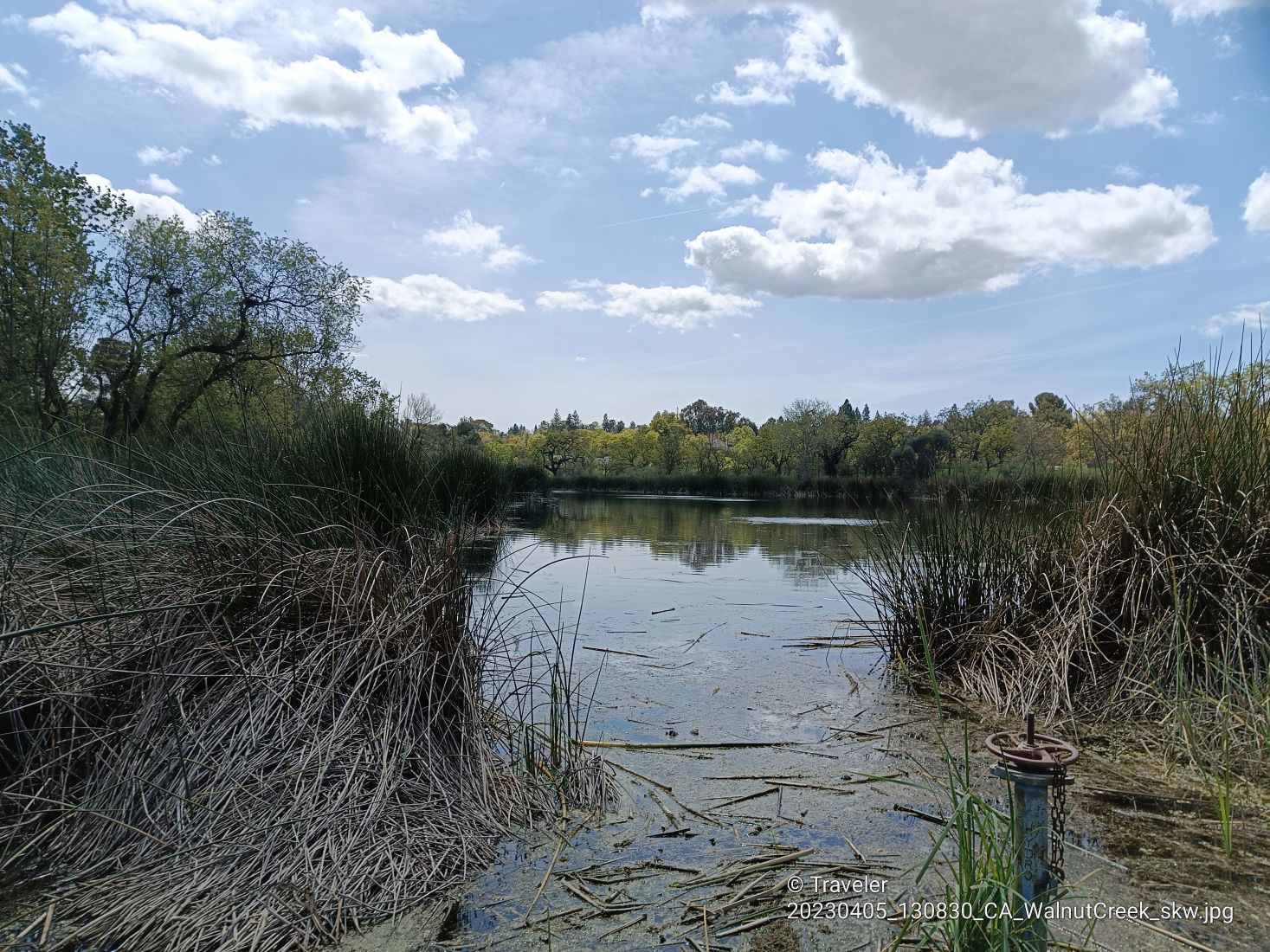 Pond surrounded by tall reeds under a partly cloudy sky. - Iron Horse Trail junction – Iron Horse Trail bridge loop from De La Salle High School
