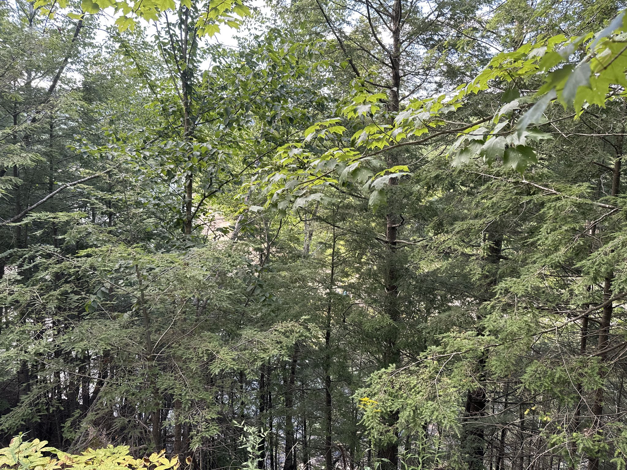 Dense green forest canopy with sunlight filtering through the leaves. - Marshall Conservation Area – Echo Lake loop from Conway