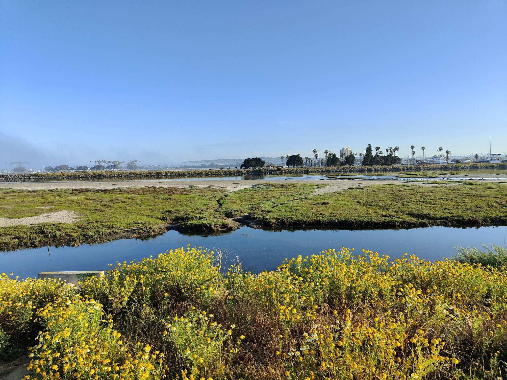 Sunny view of green marshland with winding water channels under a clear sky. - San Diego River Bikeway – Mission Bay Park loop from Grossmont