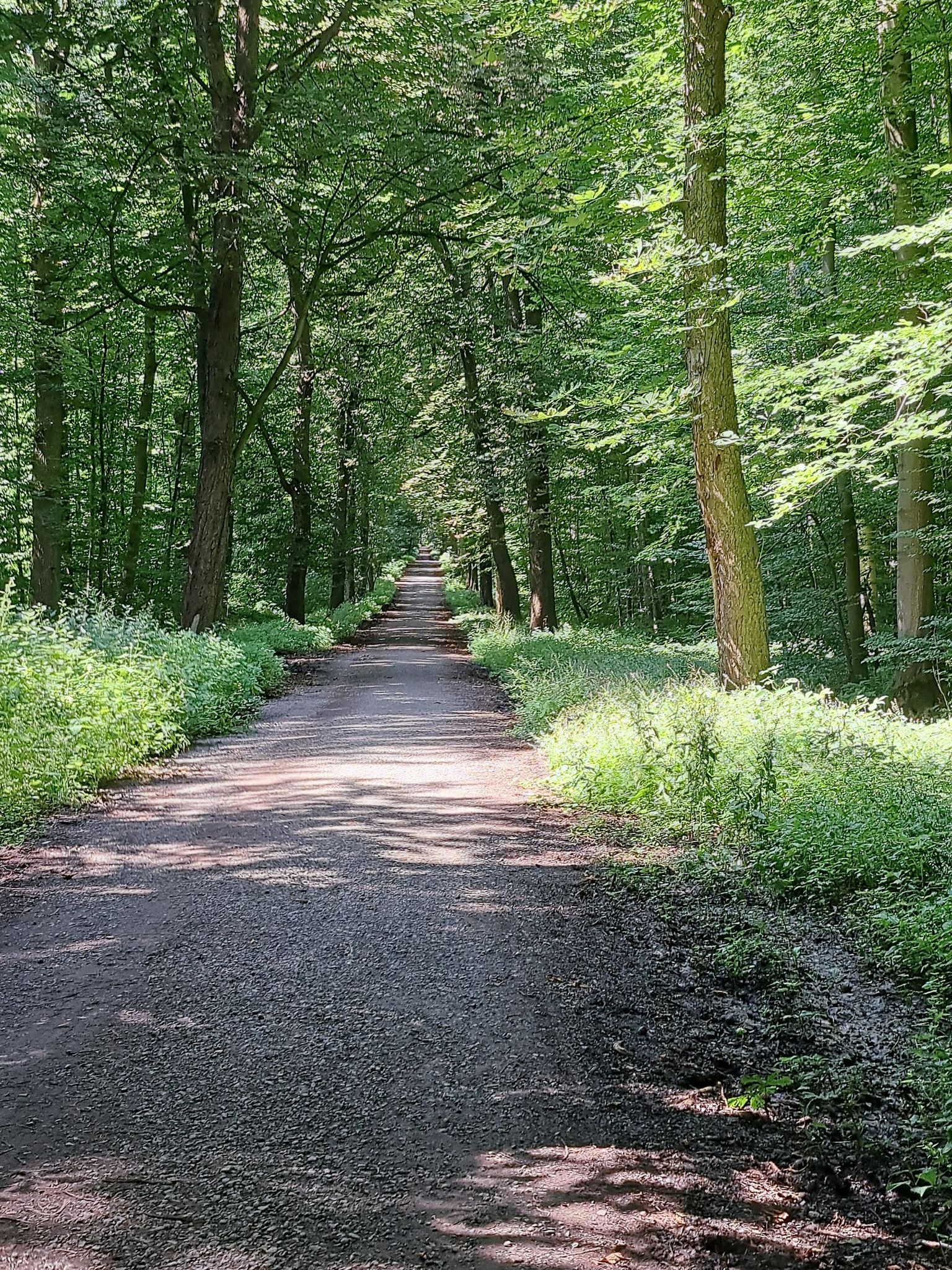 schöner Waldweg mit Kastanien