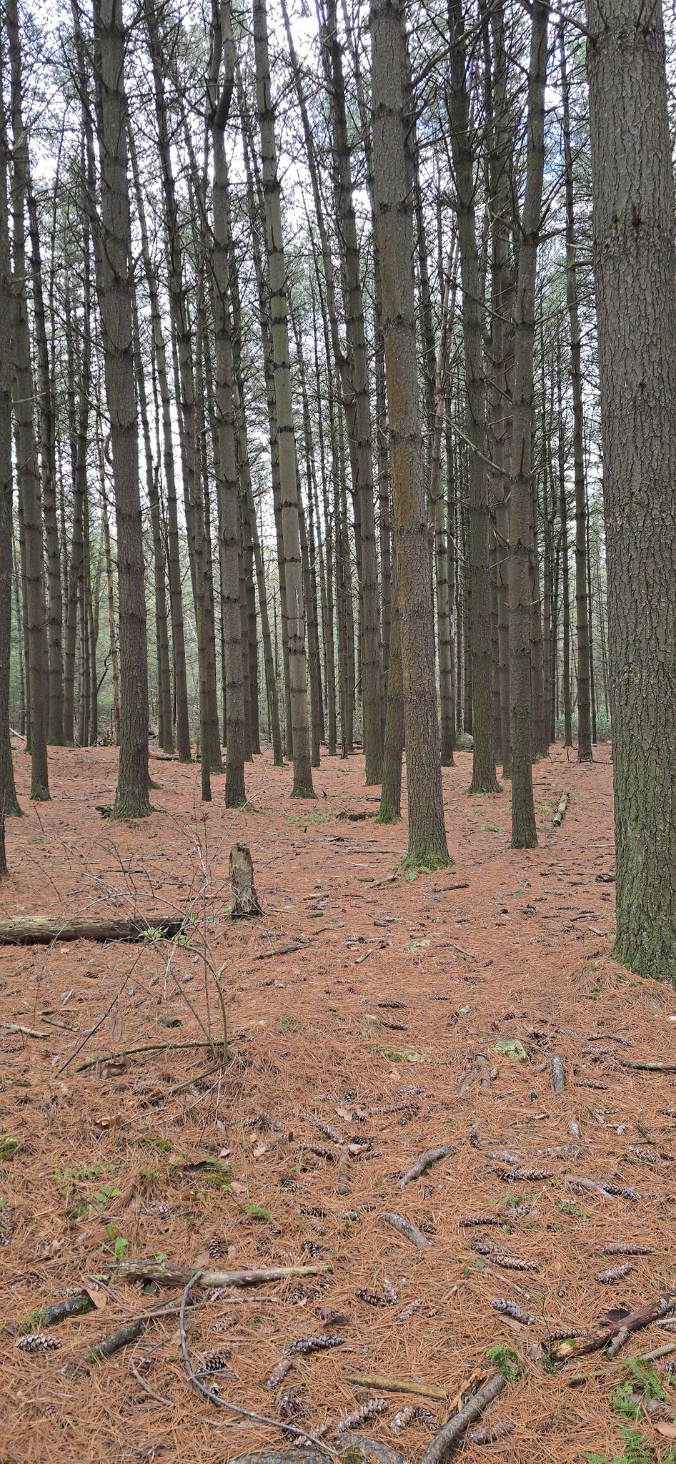A dense forest of tall pine trees with a floor of brown pine needles. - Long Pine Run Reservoir – Wigwam Hill loop from Old Dutch - Michaux Campsite #11