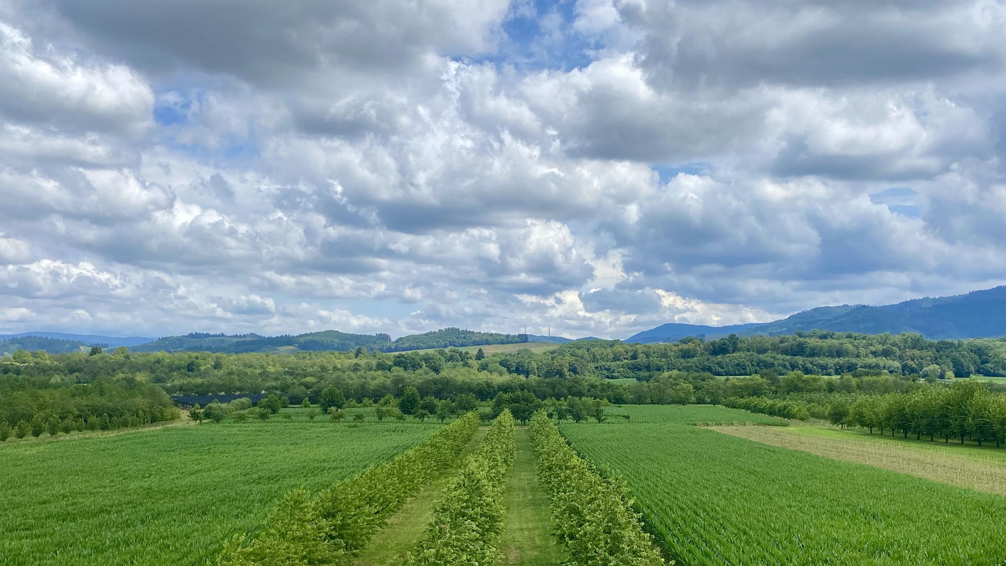 Obstgärten zwischen Windschläg und Ebersweier