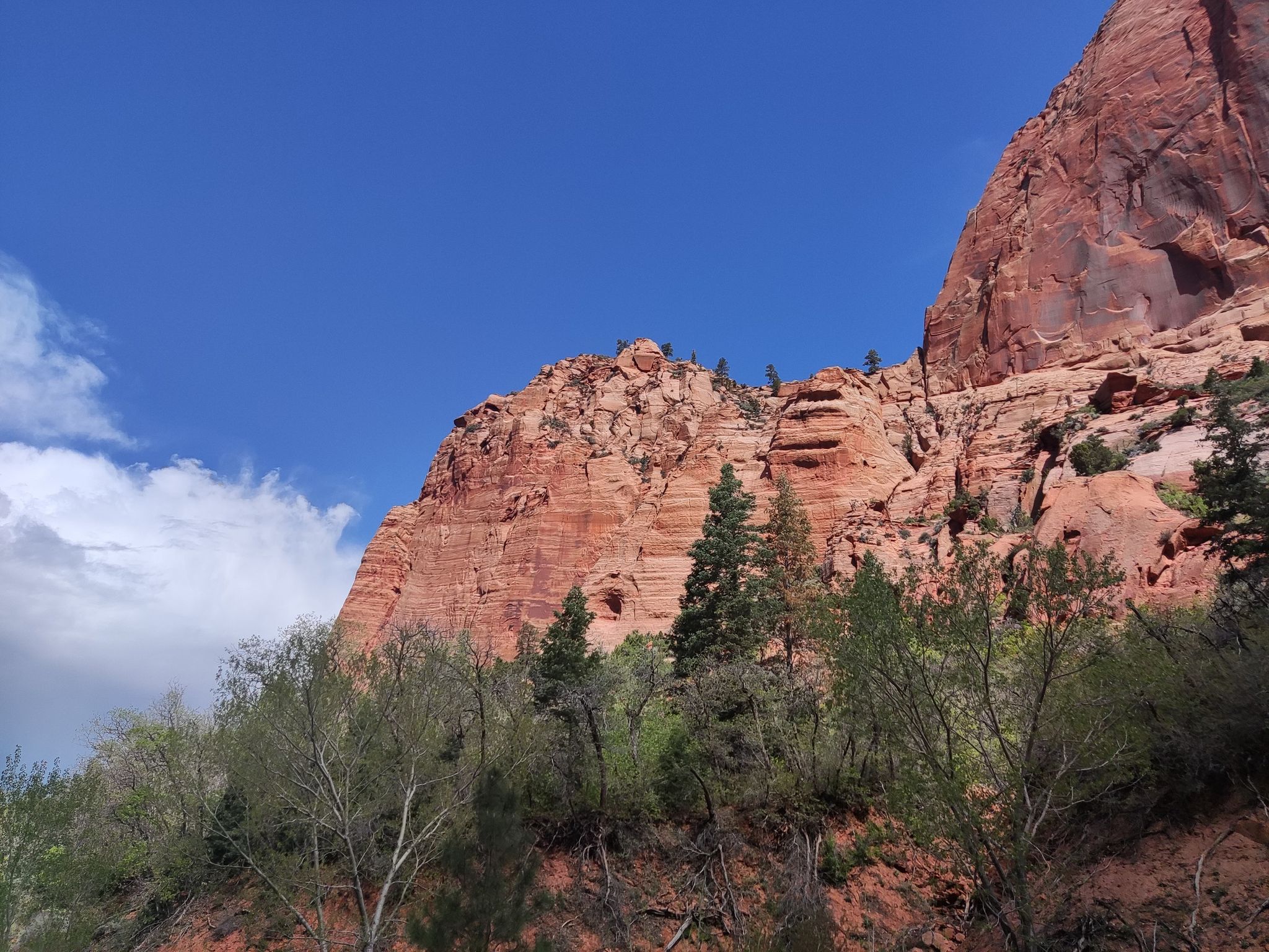 Red rock cliffs tower over green trees under a bright blue sky. - Taylor Creek Trail