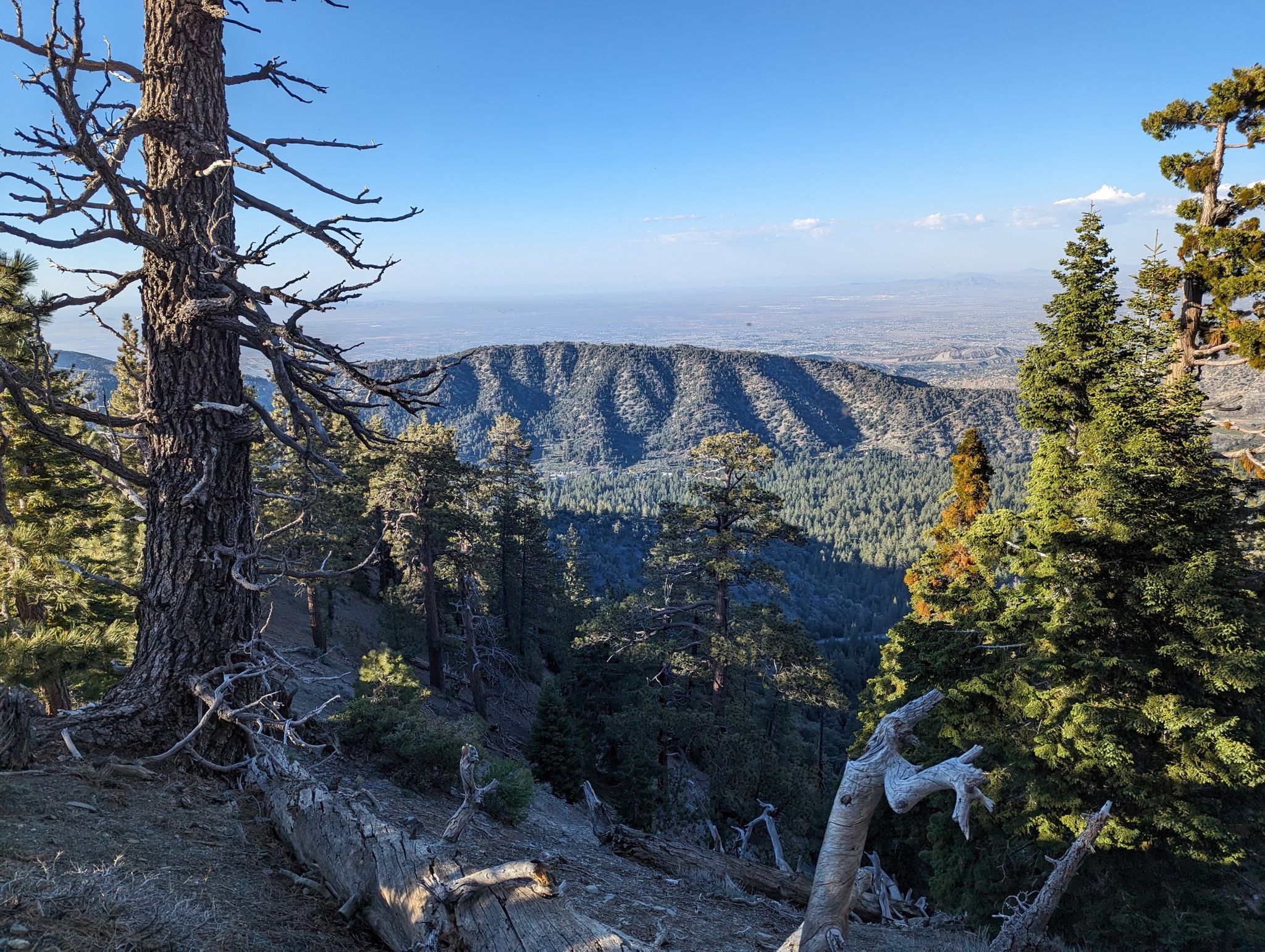 Pine trees overlook a deep forested valley and distant flatlands. - Wrightwood – Acorn Trail Junction loop from Wrightwood