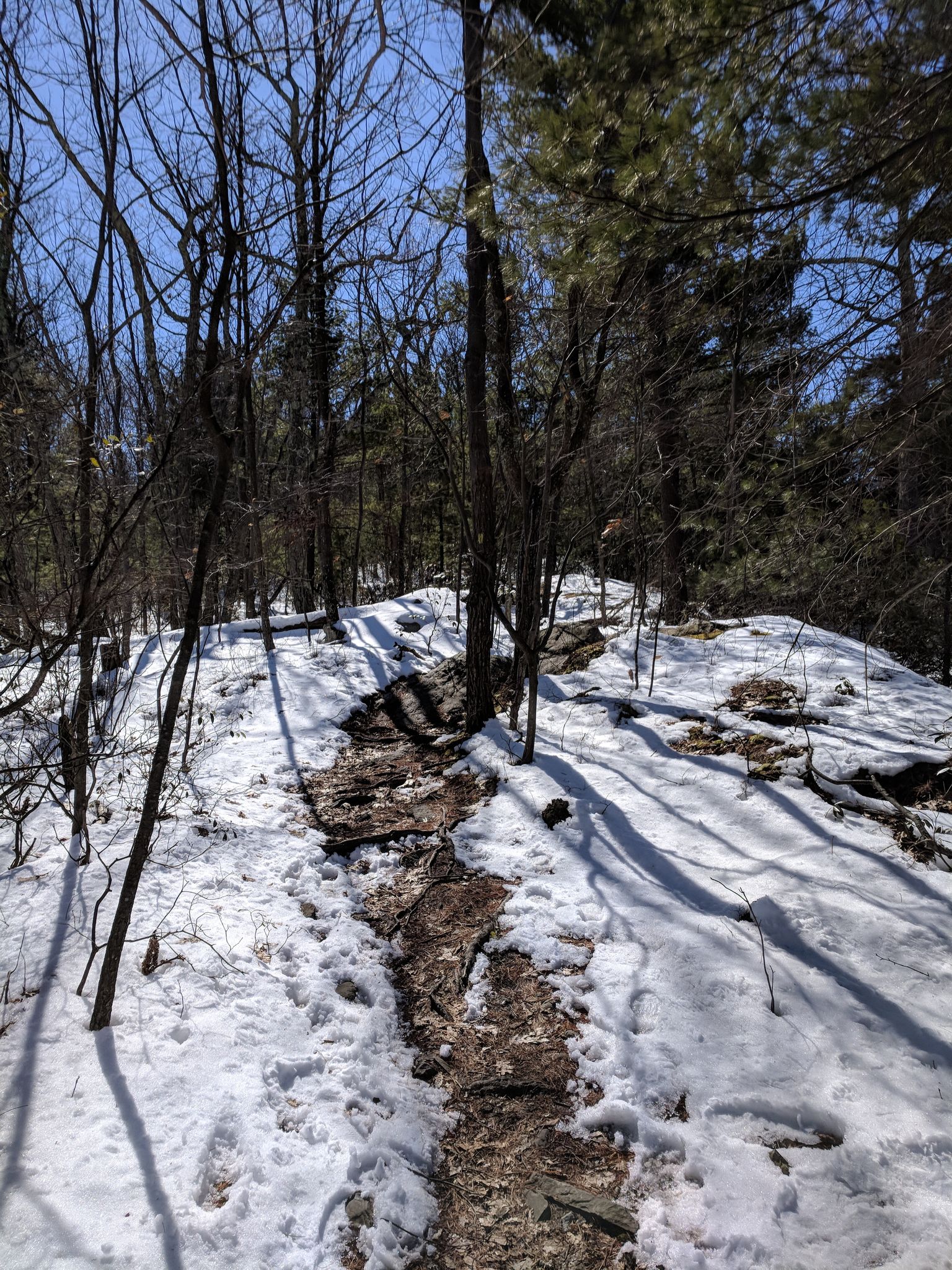 Snowy forest path with bare trees and long shadows under a bright sky. - Bonticou Crag and Table Rocks Loop