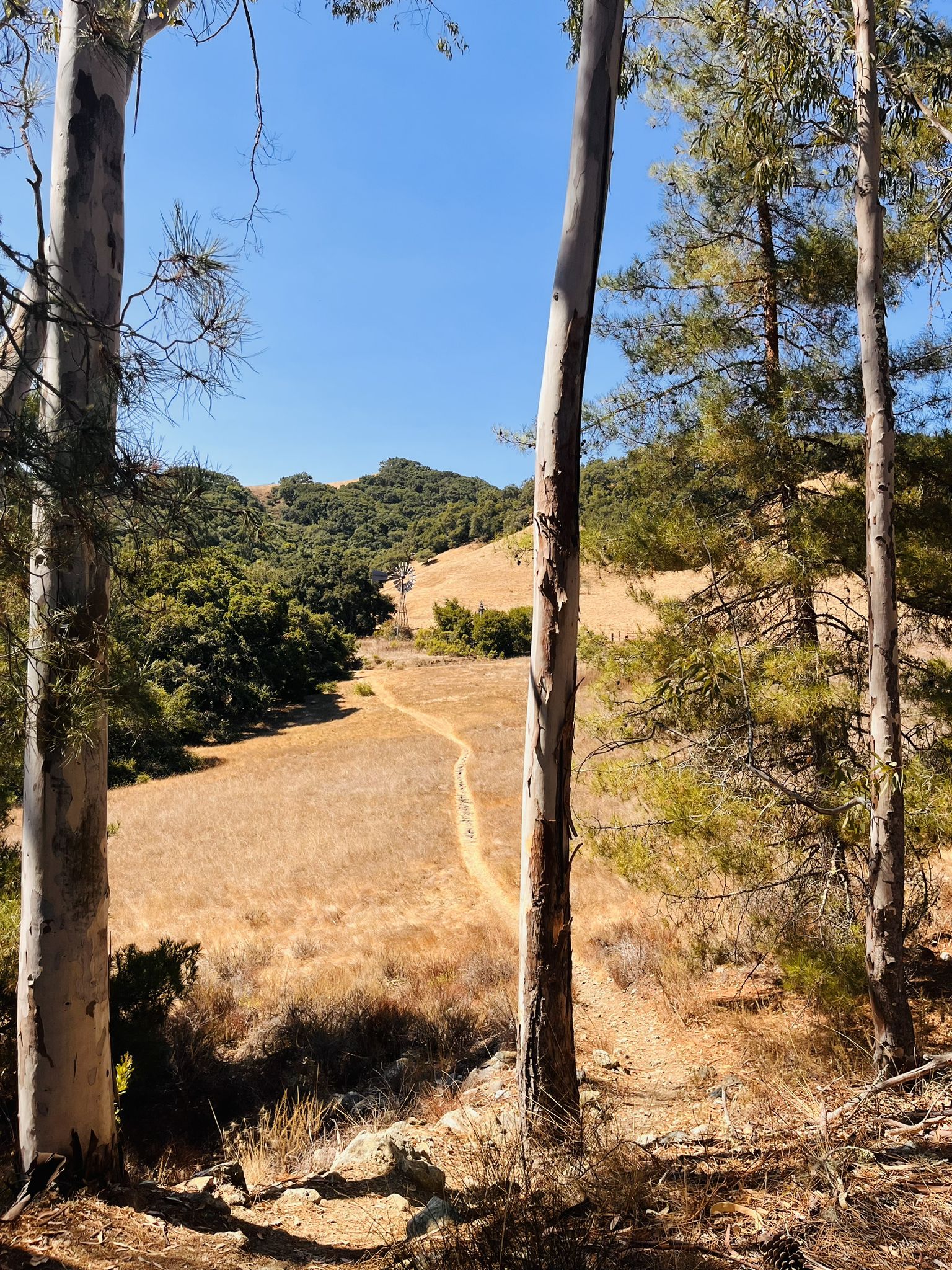 Sunny view of a winding dirt path through golden hills and green trees. - Johnson Ranch – Irish Hills Open Space loop from Johnson Ranch Open Space