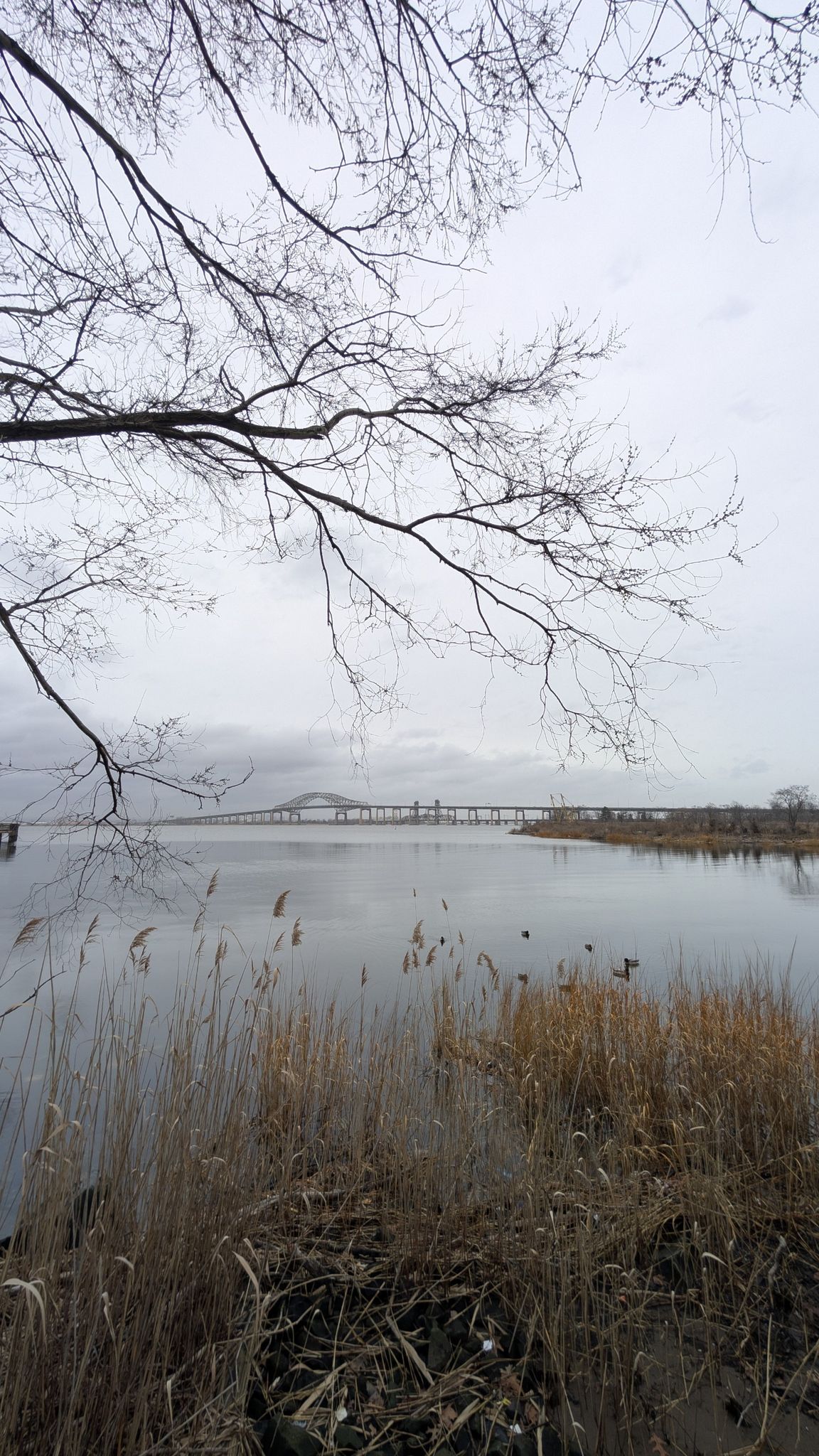 Overcast view of calm water with tall reeds and a distant bridge. - Stephen R. Gregg Bayonne Park Loop