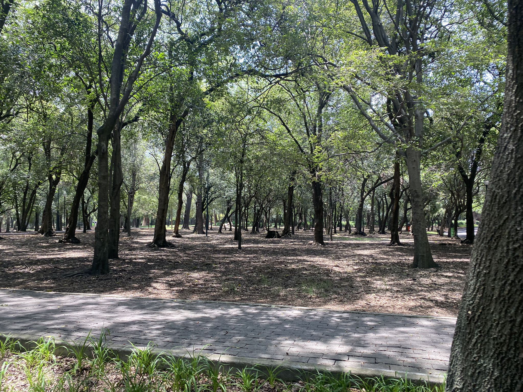 Chapultepec. Un montón de spots para el coffee outside y lugares ocultos.