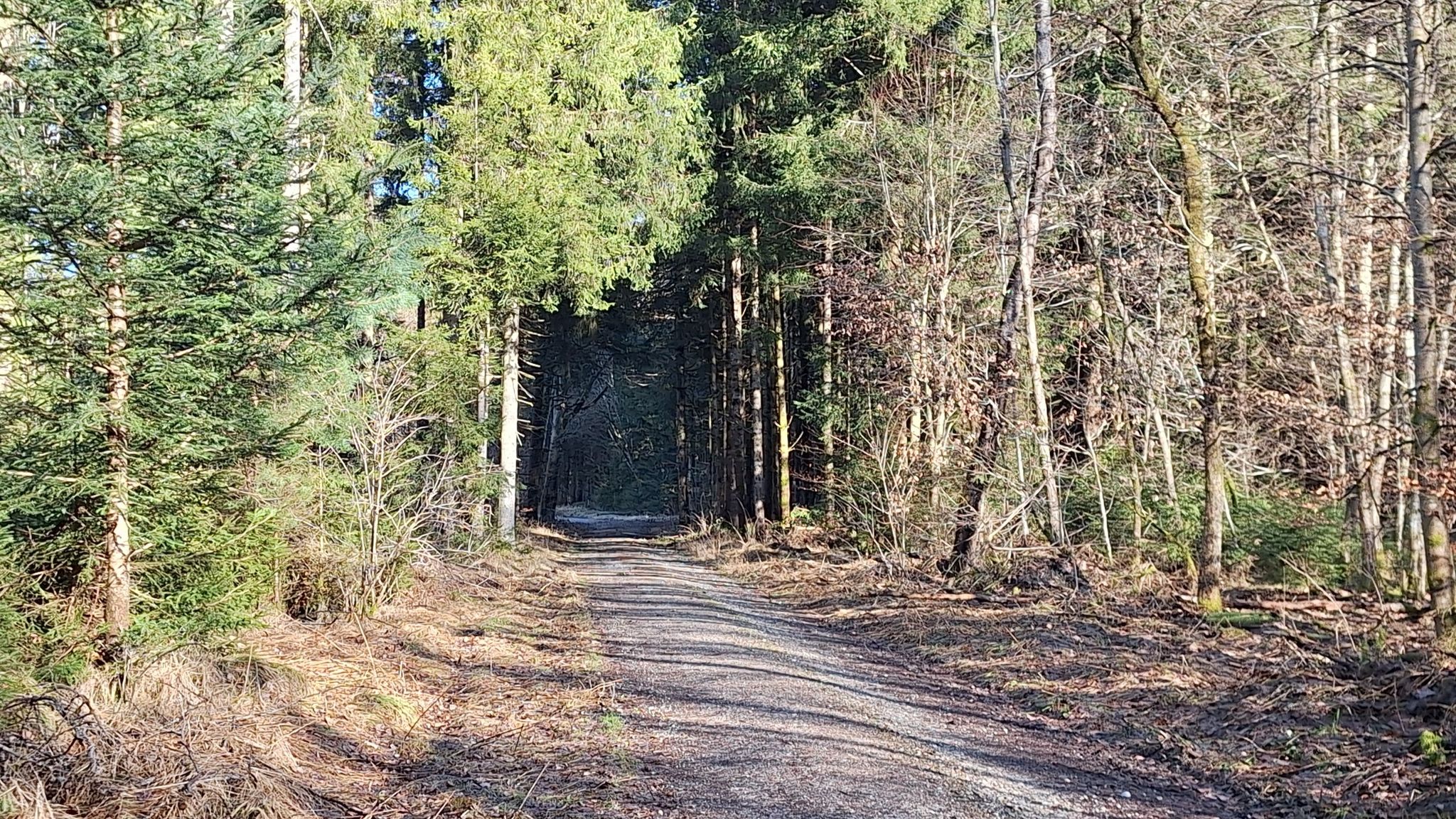 Im Haagerforst