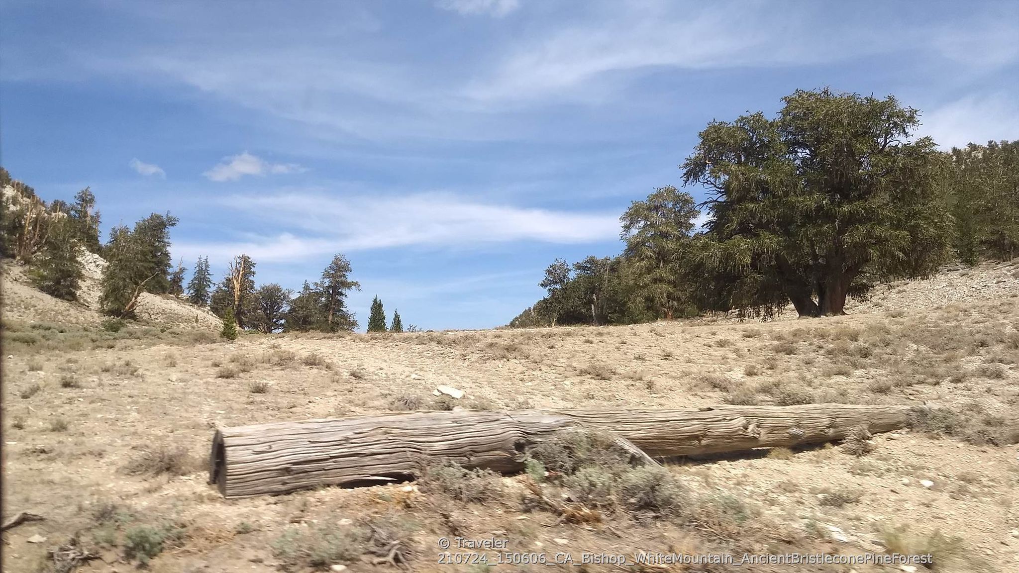 Fallen log in a dry, rocky landscape with scattered trees under a blue sky. - Silver Canyon and Poleta Canyon Loop