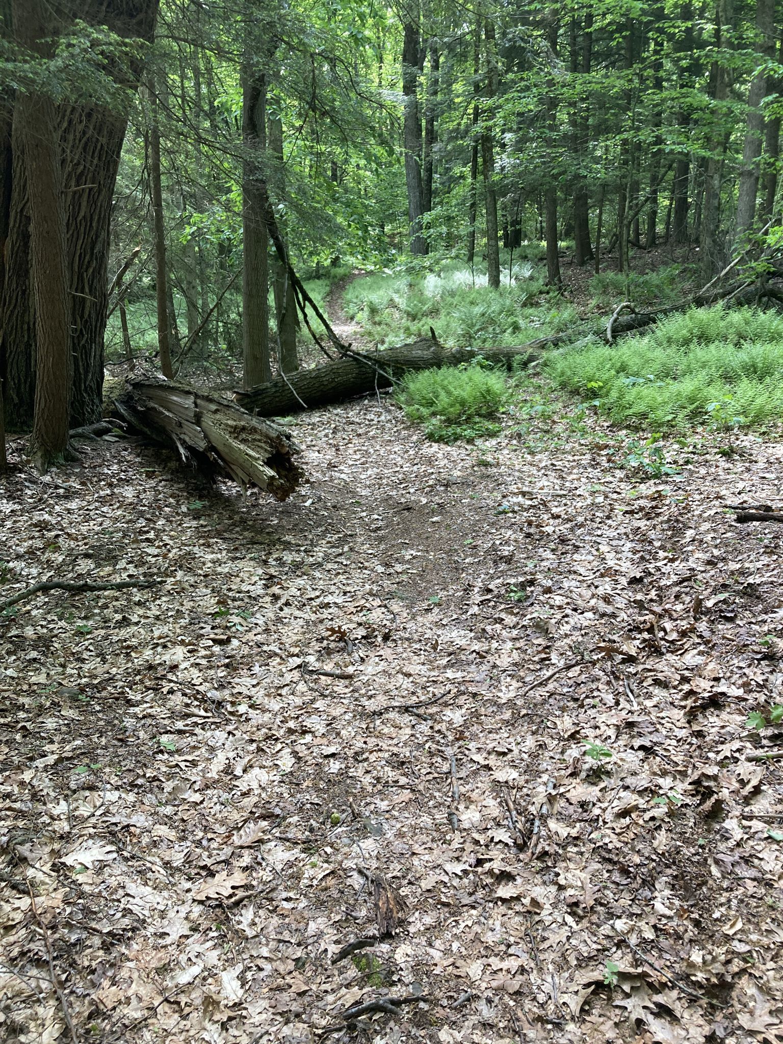 Forest path covered in leaves, with fallen trees and green undergrowth. - Clark Tower Trail