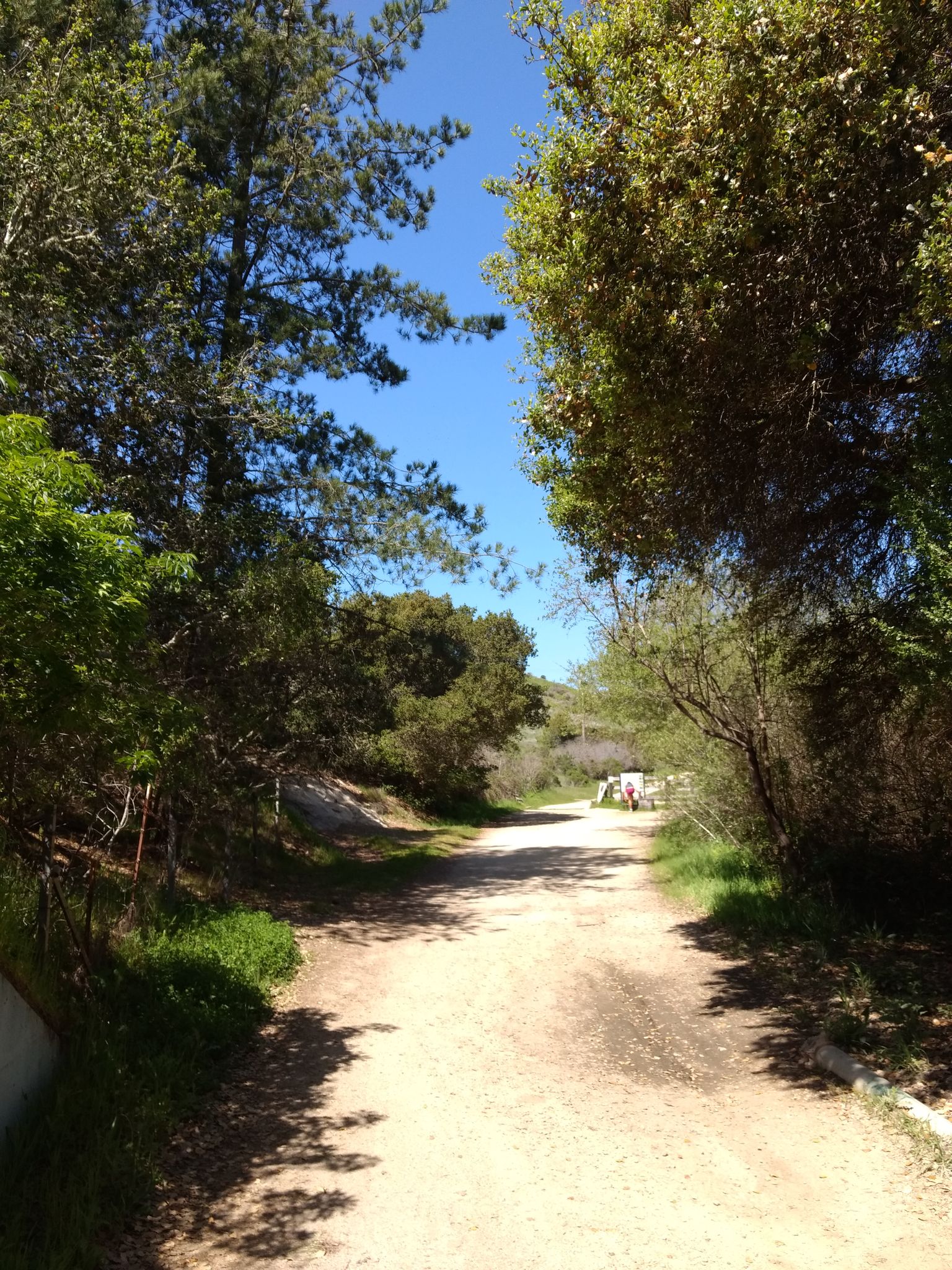 Sunny dirt path through green trees, with two distant figures walking. - Cowboy Loop Trail