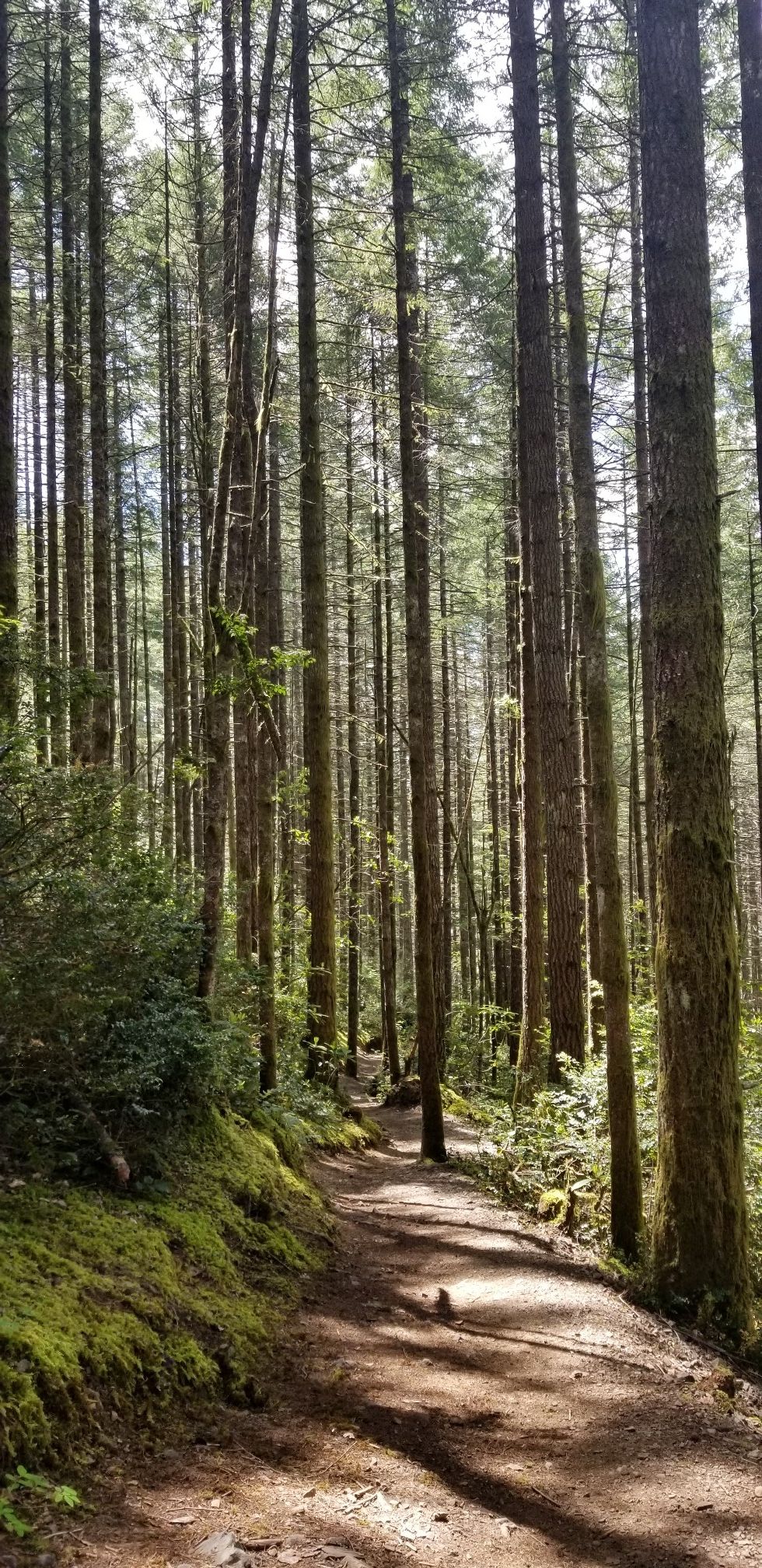 A narrow dirt path winds through a tall, sunlit evergreen forest. - Mountainbike loop from Kitsap Peninsula