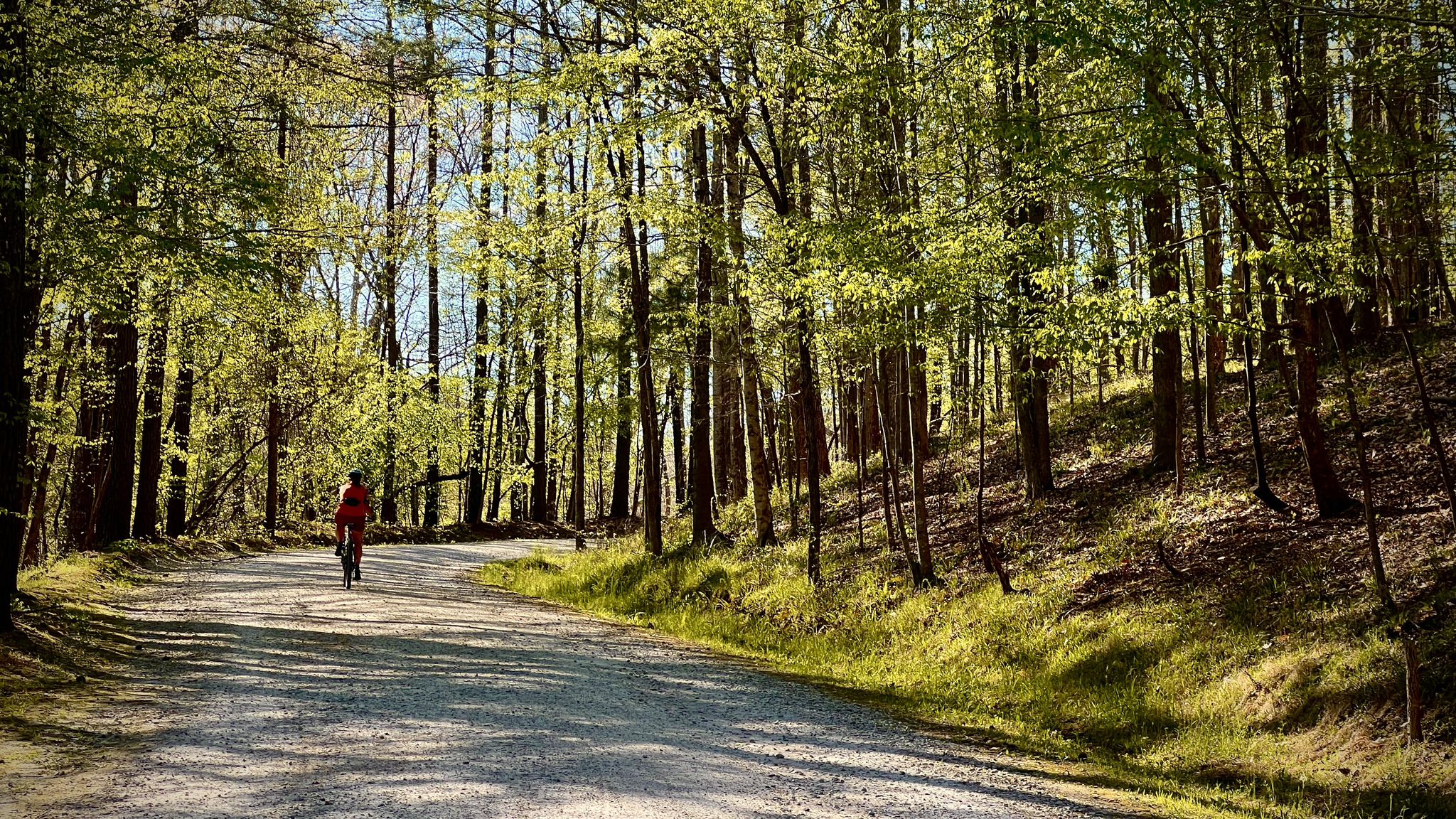 Person cycling on a sunny, winding dirt path through a vibrant green forest. - Crabtree Creek – Reedy Creek Multiuse Trail loop from Duraleigh Rd at Glenwood Ave