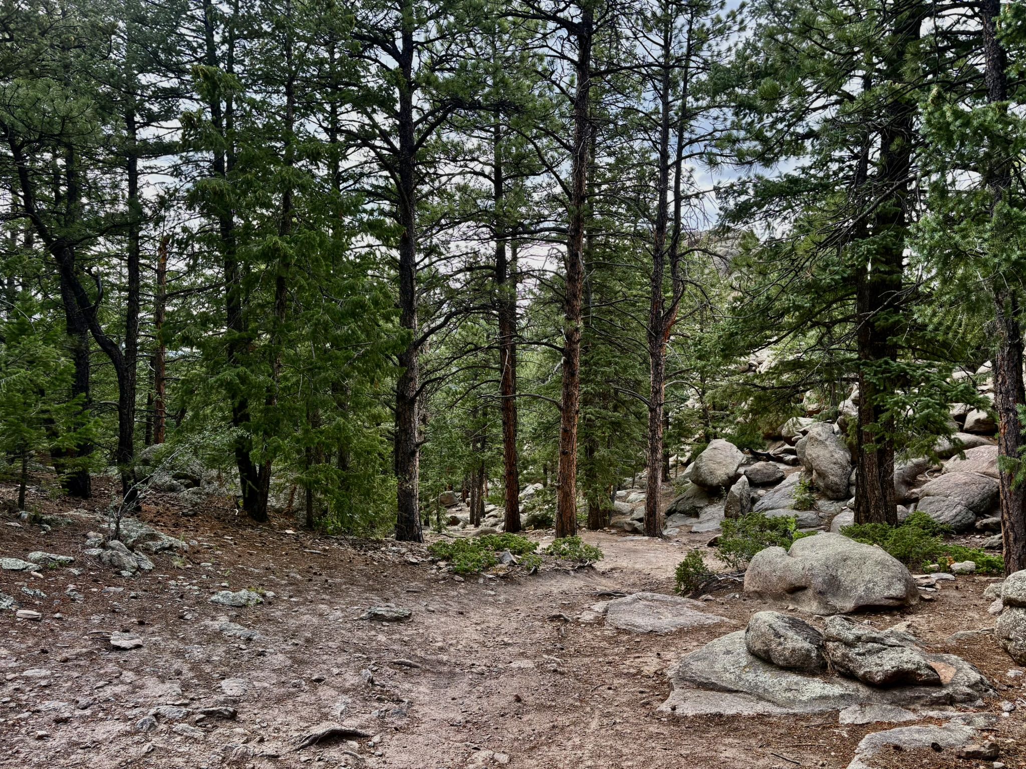 A dirt path winds through a dense, rocky pine forest under soft light. - Ponderosa and Sisters Trail Loop