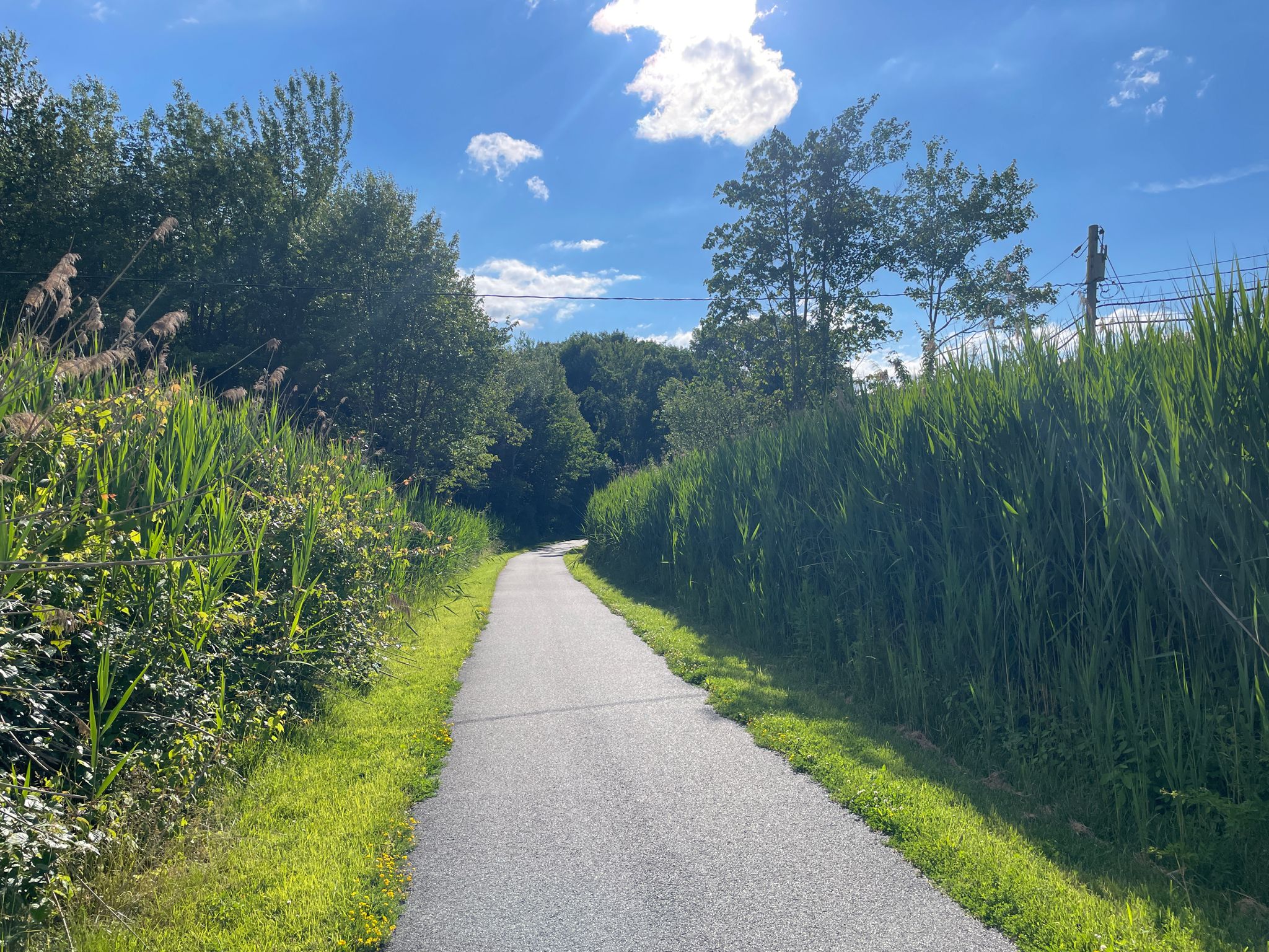 Paved path winding through tall green grass and trees under a sunny sky. - Tunnel under Kitchawan Road loop from Westchester