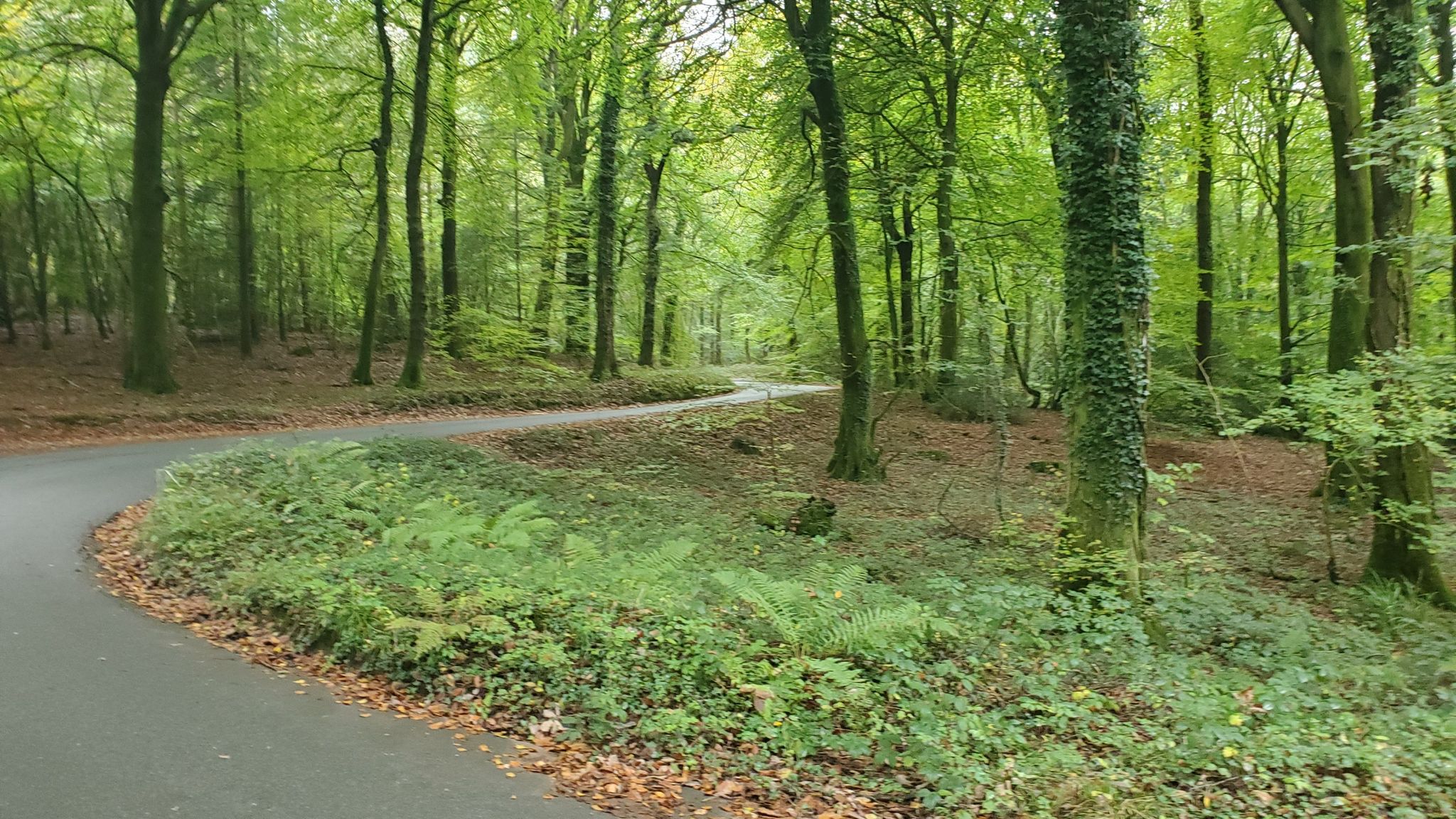 Woodland climb out of Tintern