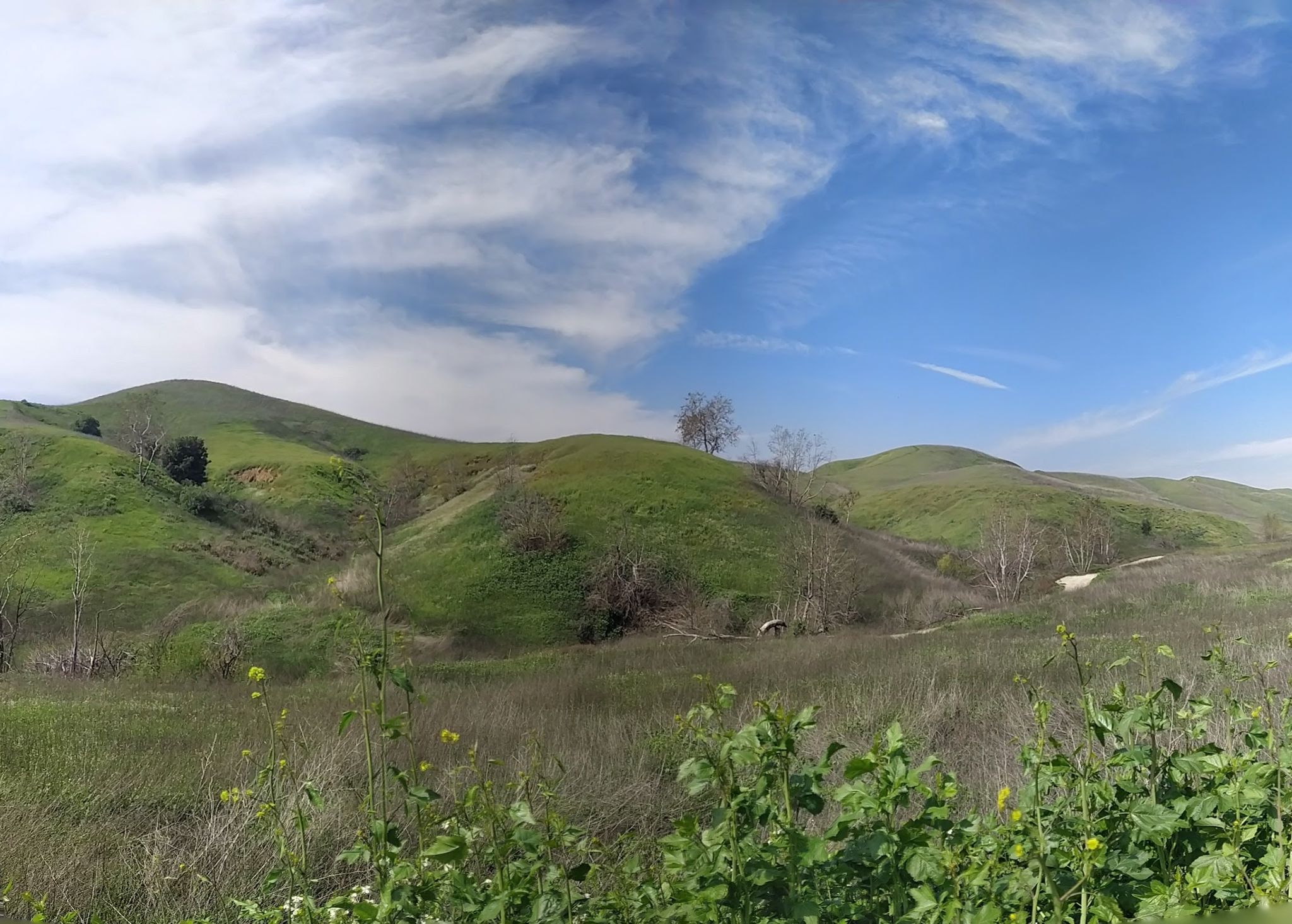 Rolling green hills under a bright blue sky with wispy clouds. - Lower Aliso Canyon, Scully Ridge & Bane Ridge Loop