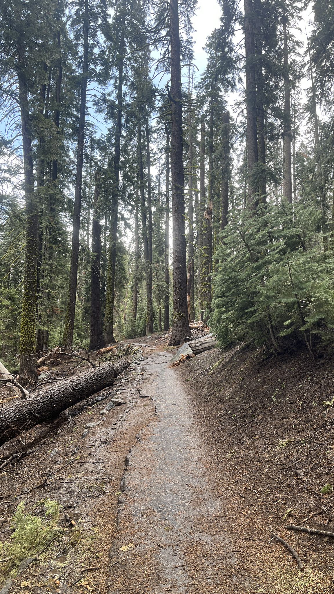 A dirt path winds through a dense forest with tall trees and dappled sunlight. - Yosemite Valley Loop Trail