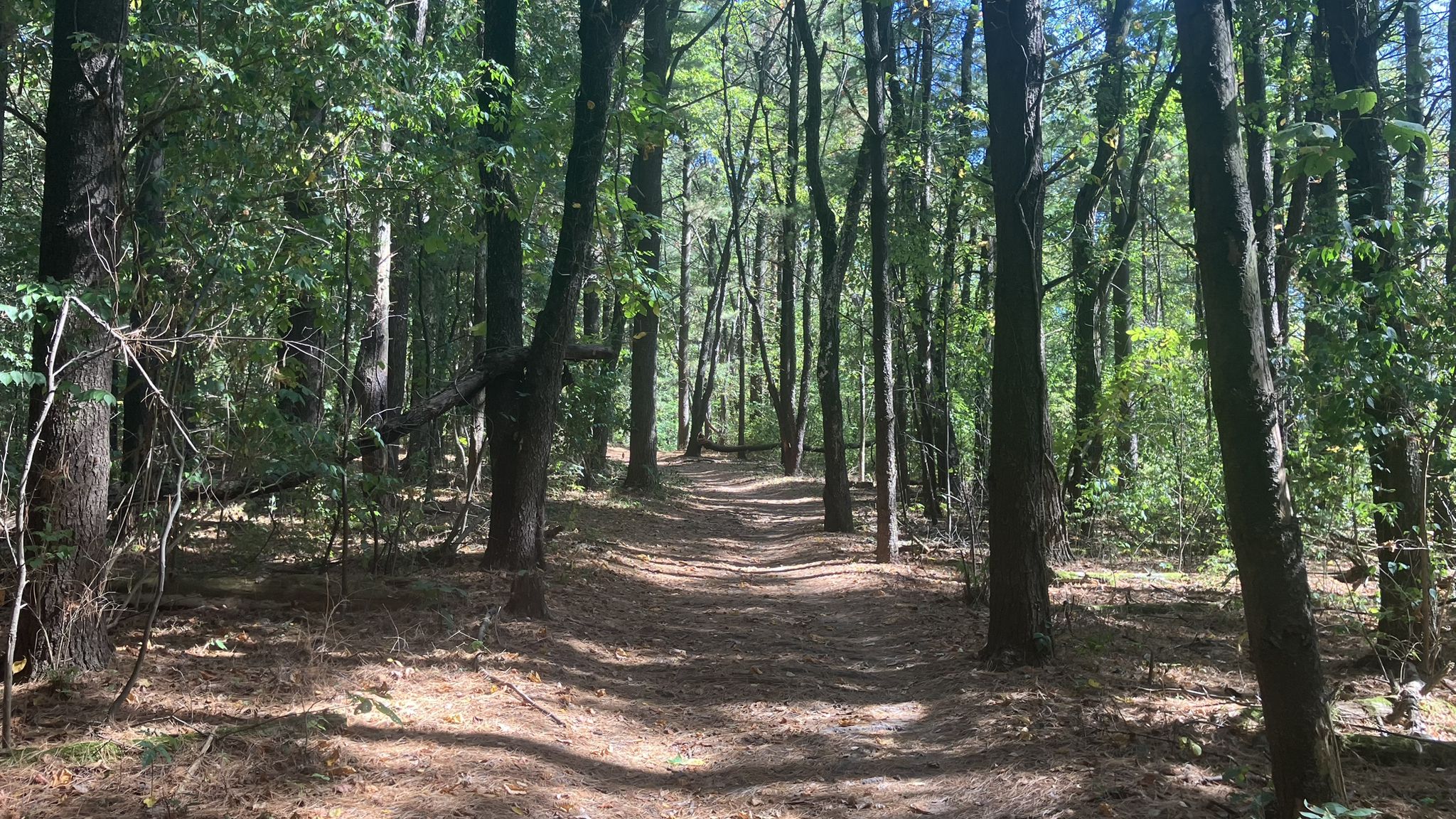 A sun-dappled dirt path winds through a dense, green forest. - Rock Cut State Park – Willow Creek Natural Area loop from Rock Cut State Park