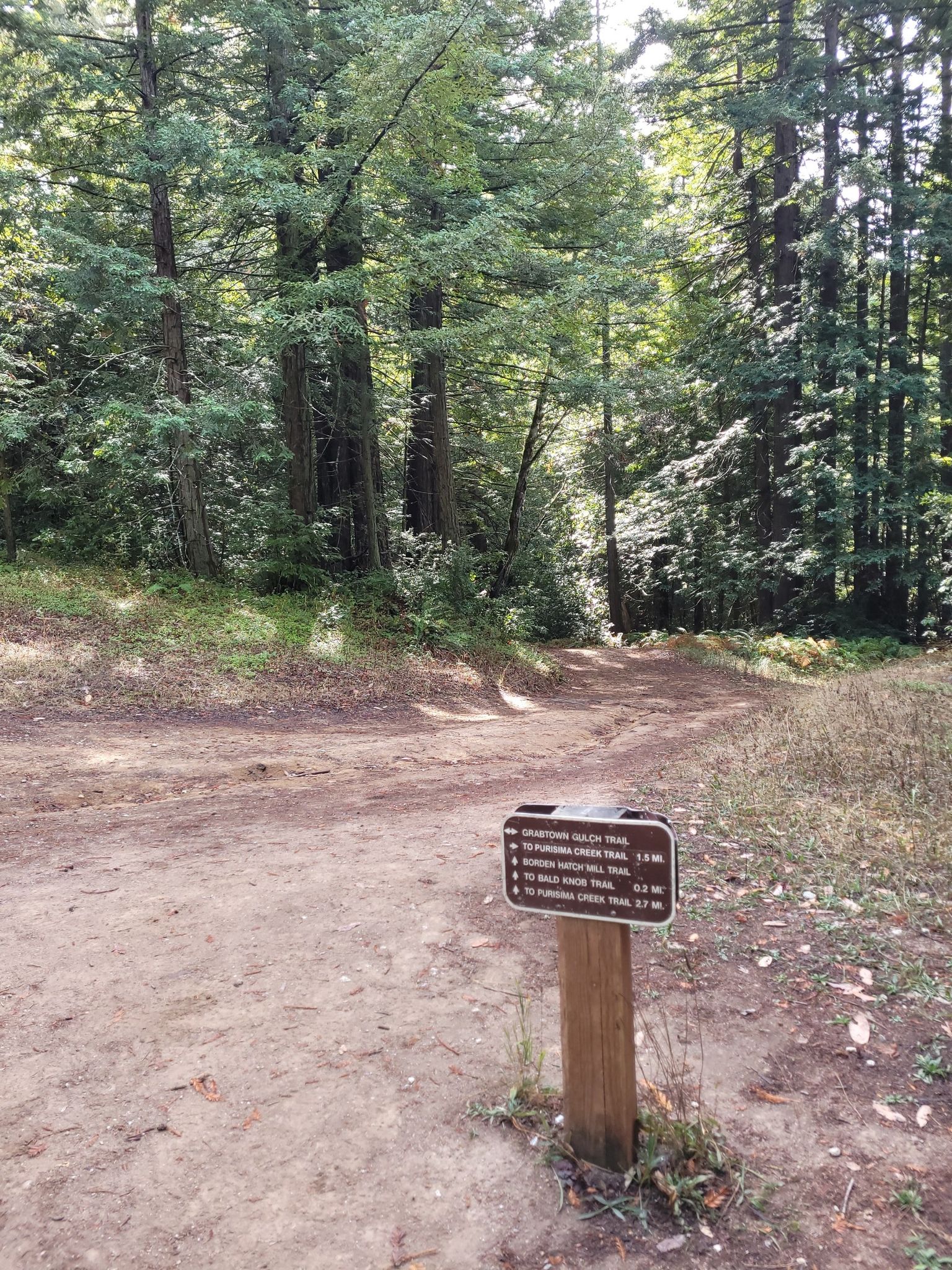 A wooden signpost stands at a fork in a dirt path among tall trees. - Bald Knob and Irish Ridge Trail