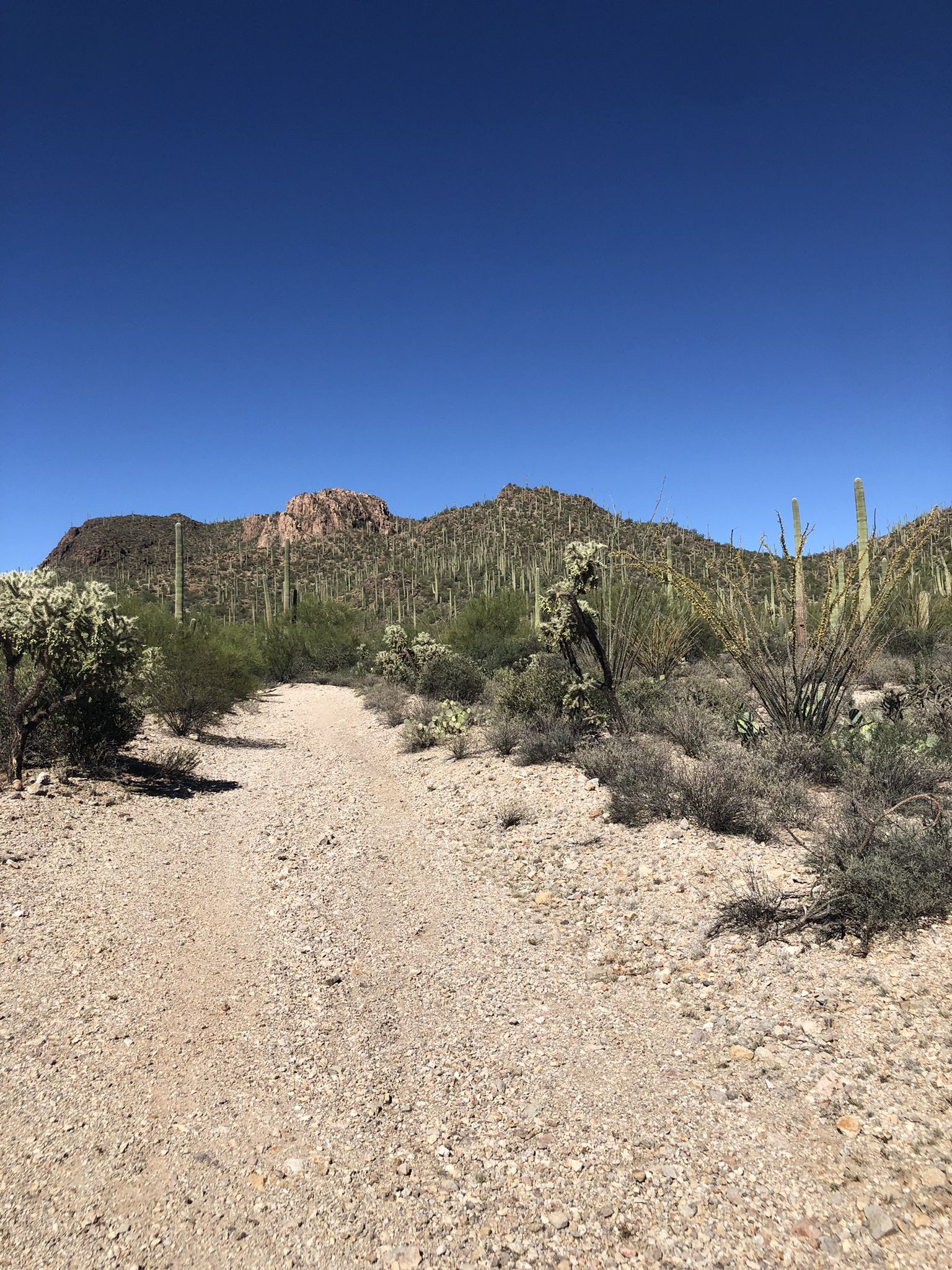 A wide dirt path through a desert landscape with cacti and mountains under a clear blue sky. - Rock Wren, Yetman and Starr Pass Trail Loop