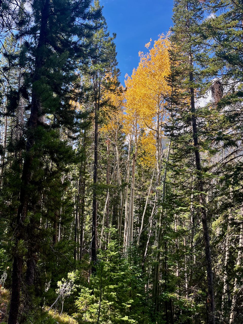 Bright yellow aspen trees stand tall among green pines under a blue sky. - Timber Lake Trail