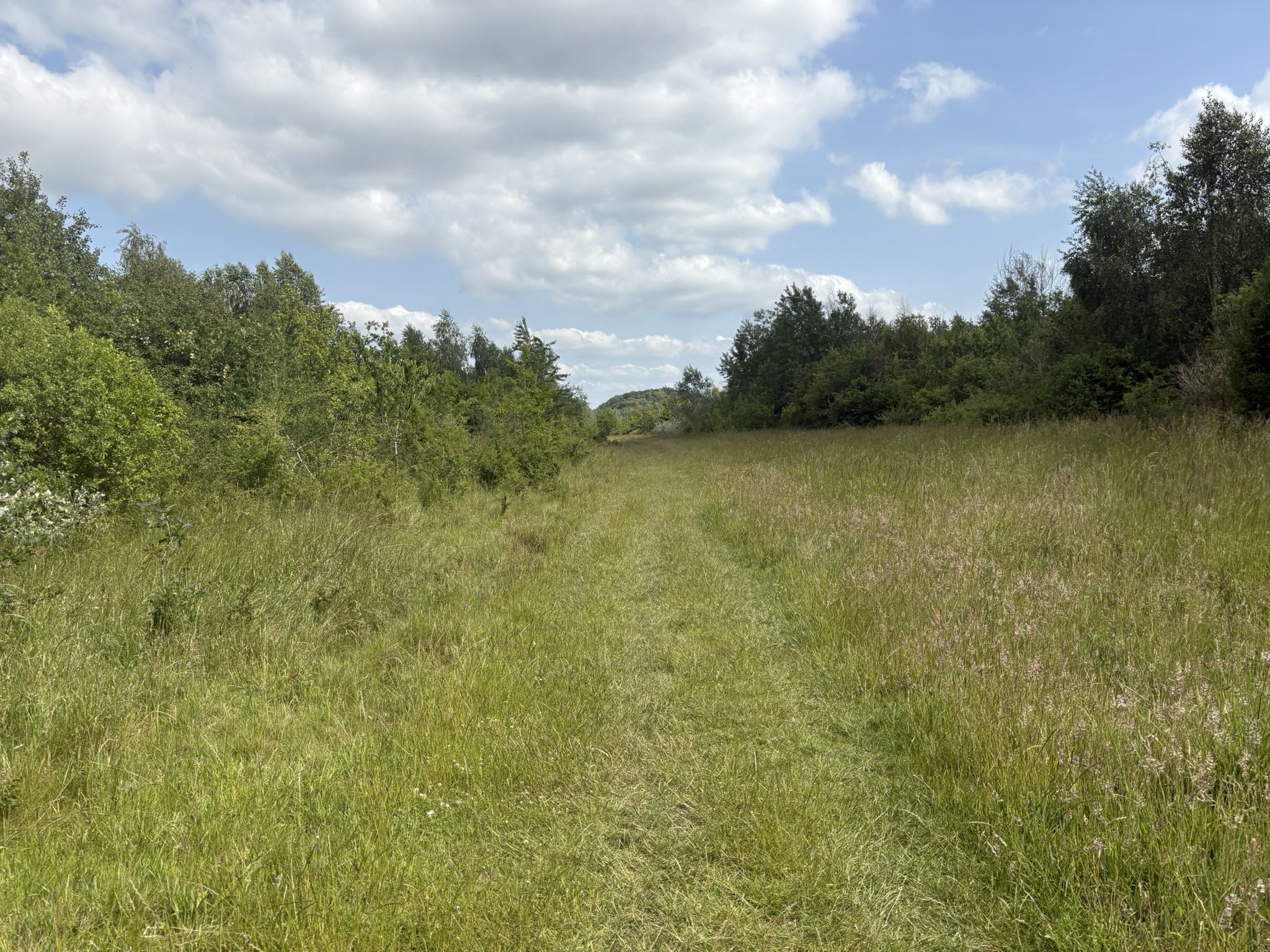 Haydon Way Wood