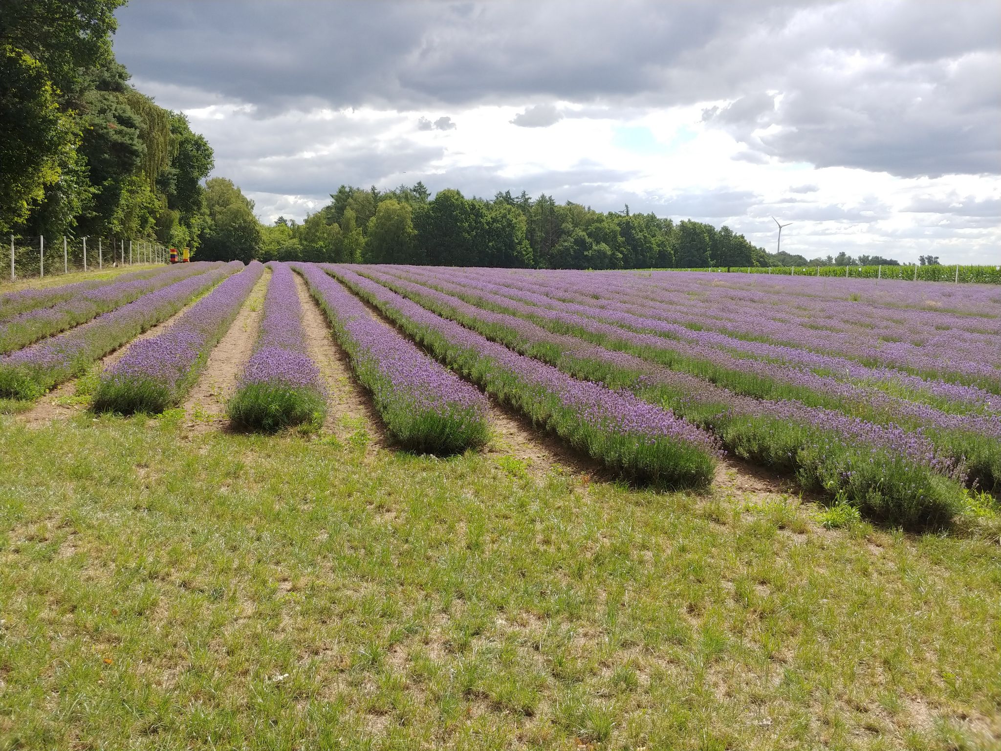 Rüster Lavendel