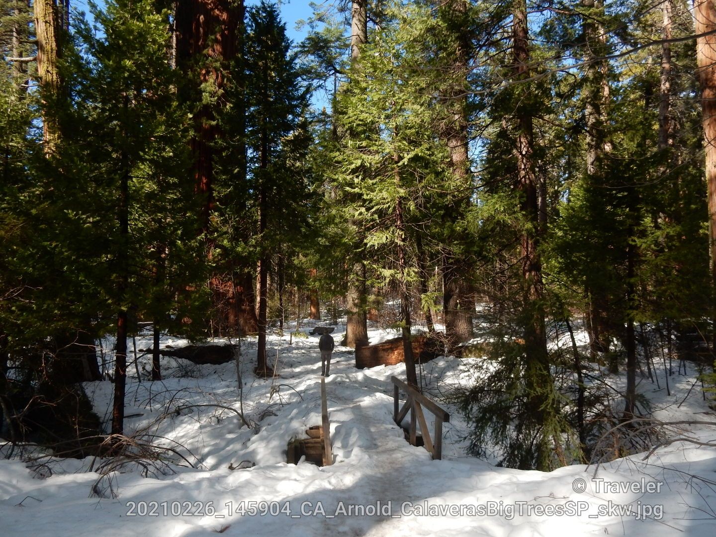 A snowy forest path with a small wooden bridge and tall trees. - North Grove Trail