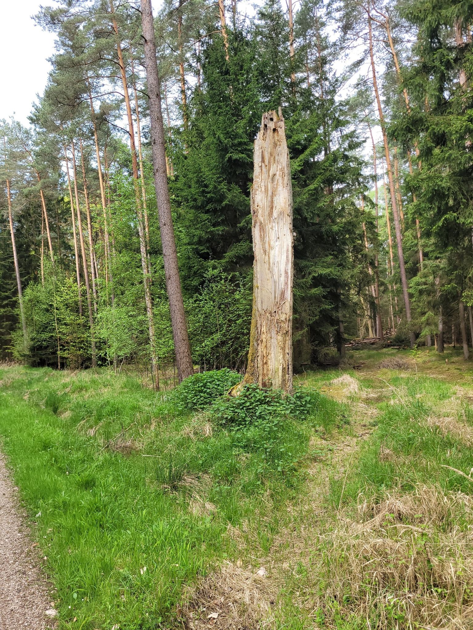 🌳 Baum des Lebens