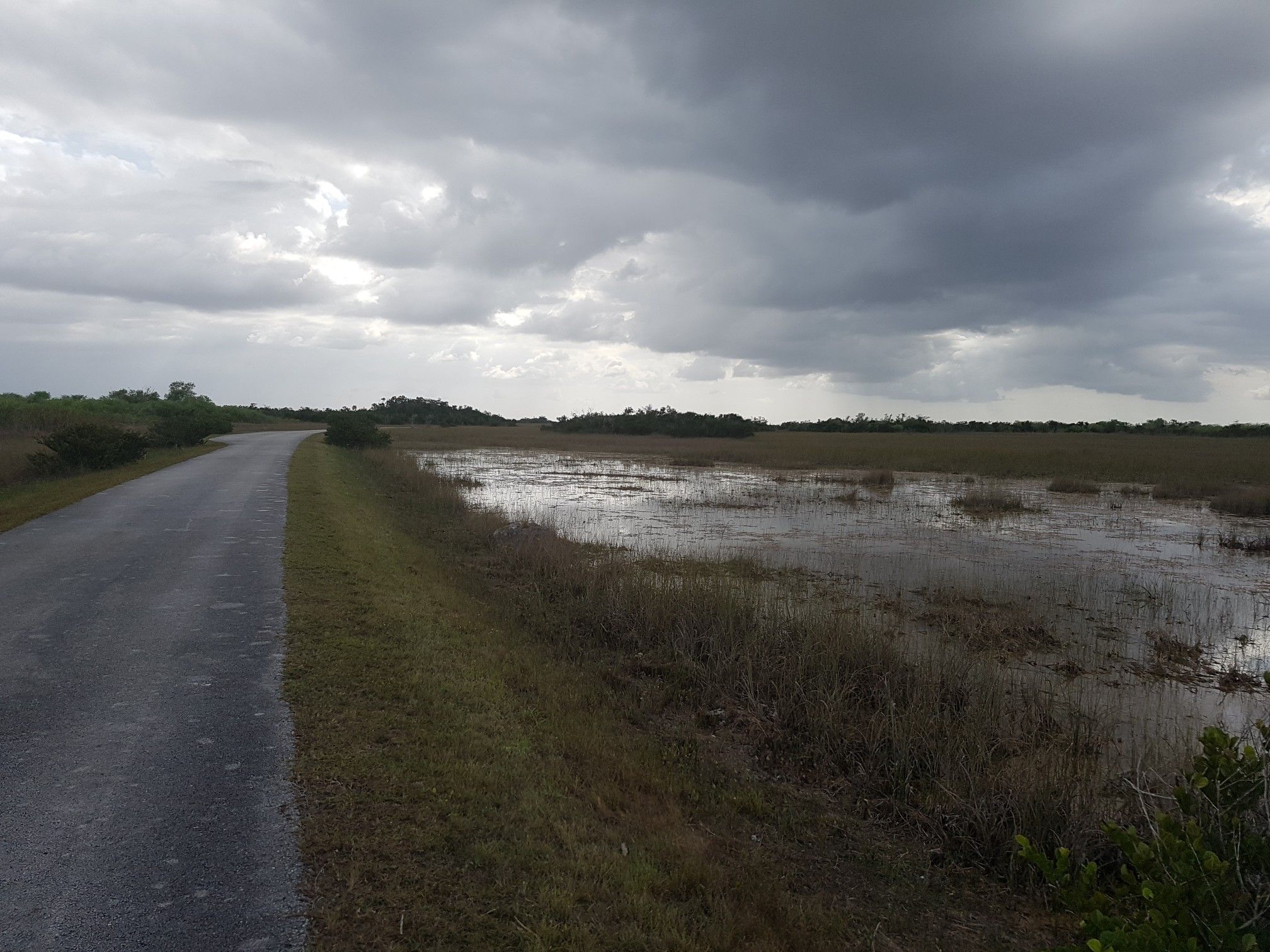 Paved road next to a marshy wetland under a dark, cloudy sky. - Areas Silvestres Viewpoint – Shark Valley Loop Road loop from Shark Valley
