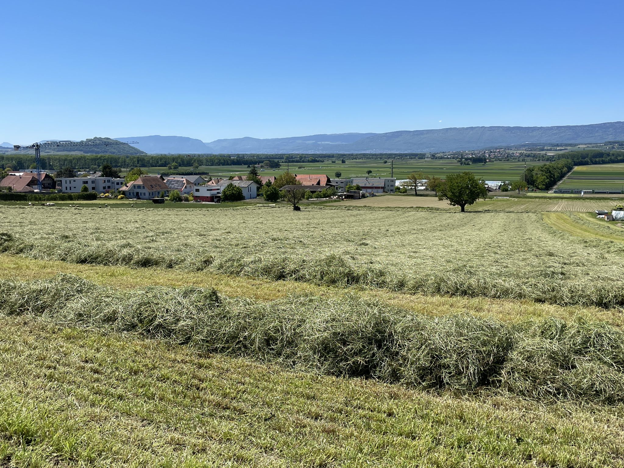 Der erste Grasabschnitt - Heue👨‍🌾