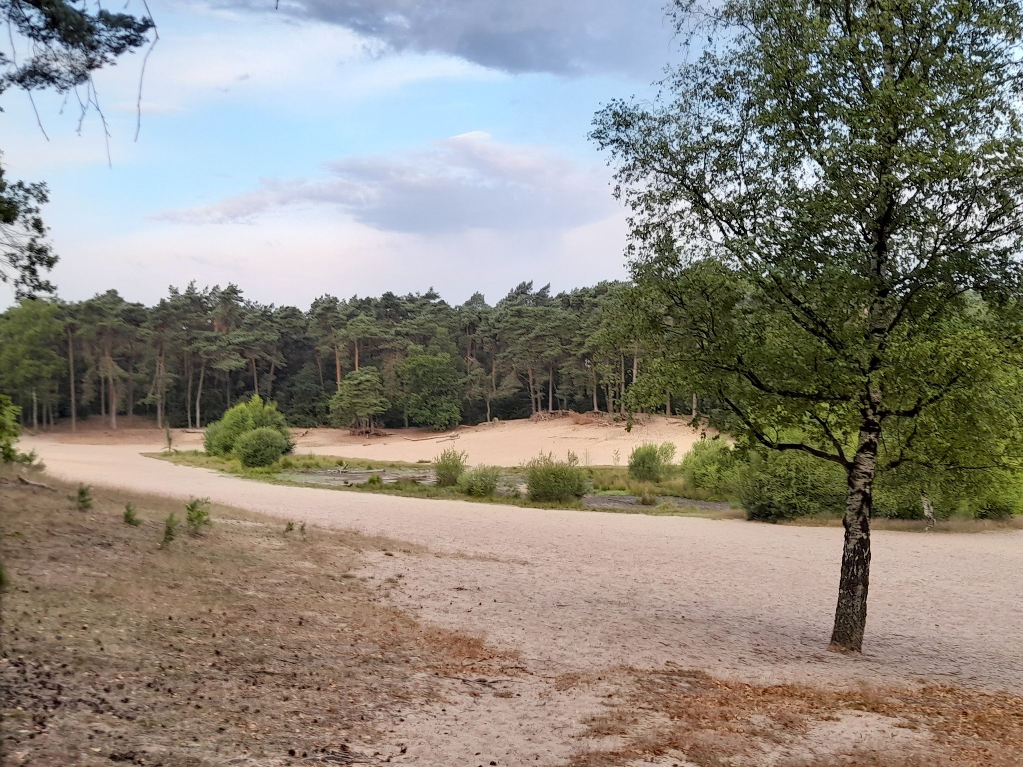 Bos pieletje