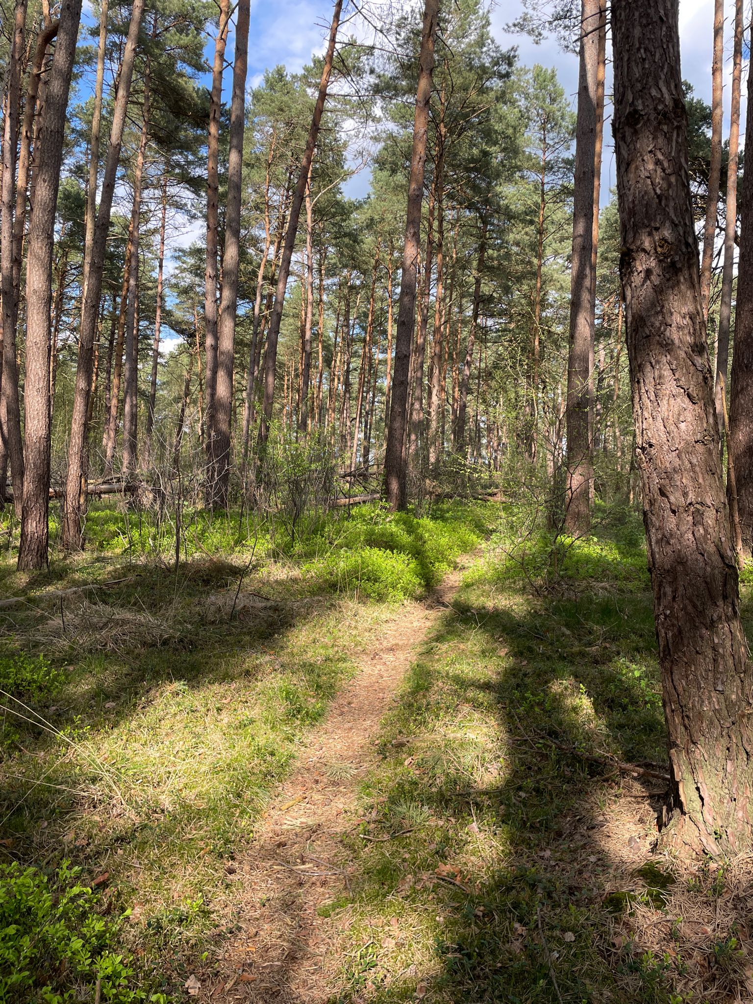 Trunnenmoor