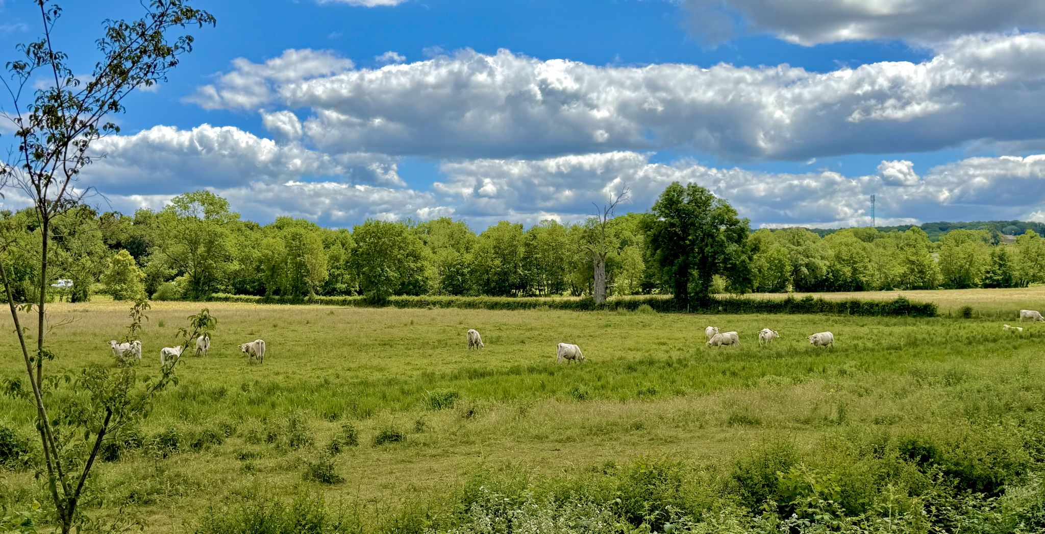 Charolais Rinder am Canal du Nivernais.