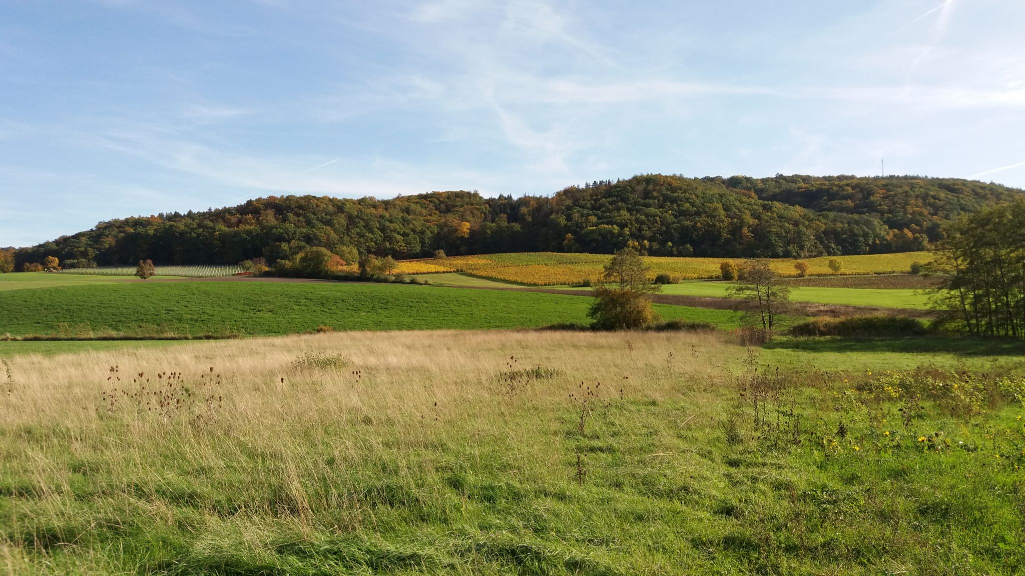 Zwischen Abstwind und Rehweiler, Blick auf den Friedrichsberg