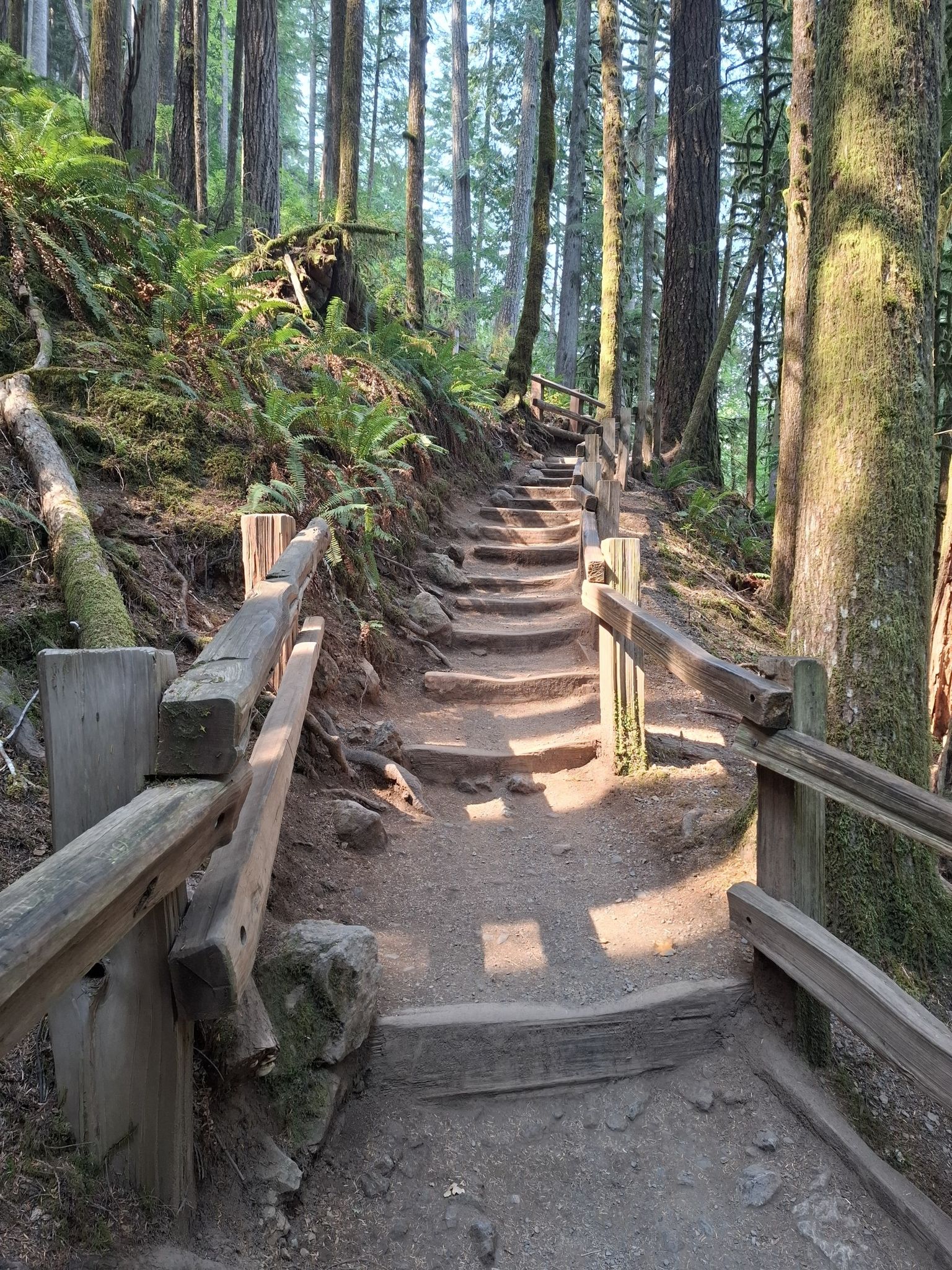 Uphill forest path with wooden steps and railings, bathed in sunlight. - Marymere Falls Nature Trail