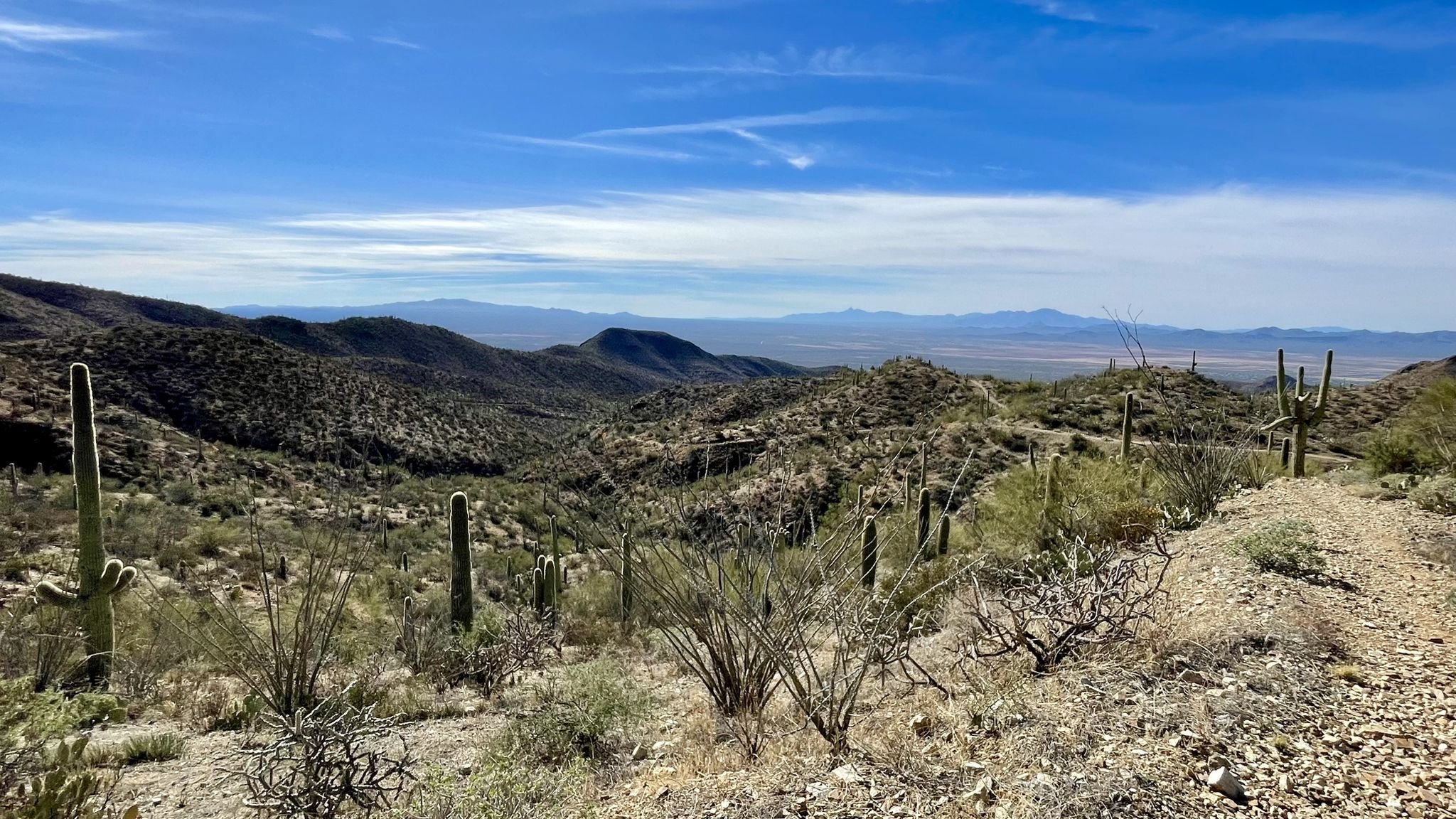 Desert landscape with saguaro cacti, rolling hills, and distant mountains under a clear sky. - Sweetwater Trail to Arizona-Sonora Desert Museum