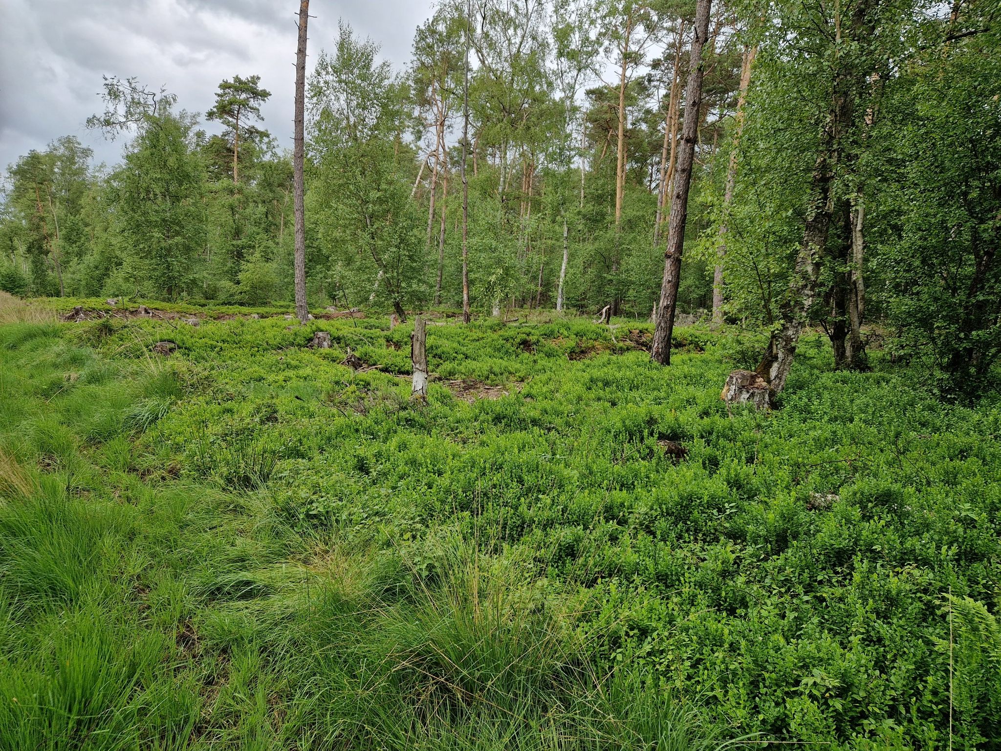 wilde Heidelbeeren
