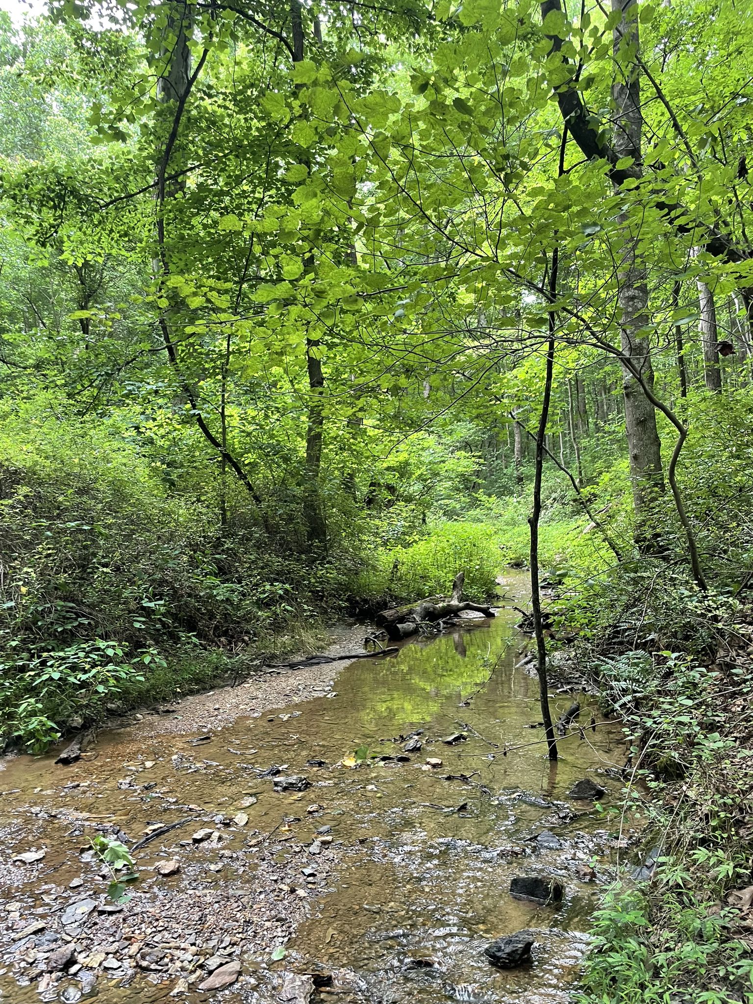 Shallow stream flowing through a lush, green, sunlit forest. - Schaeffer Farm Trail System loop from Seneca Creek State Park