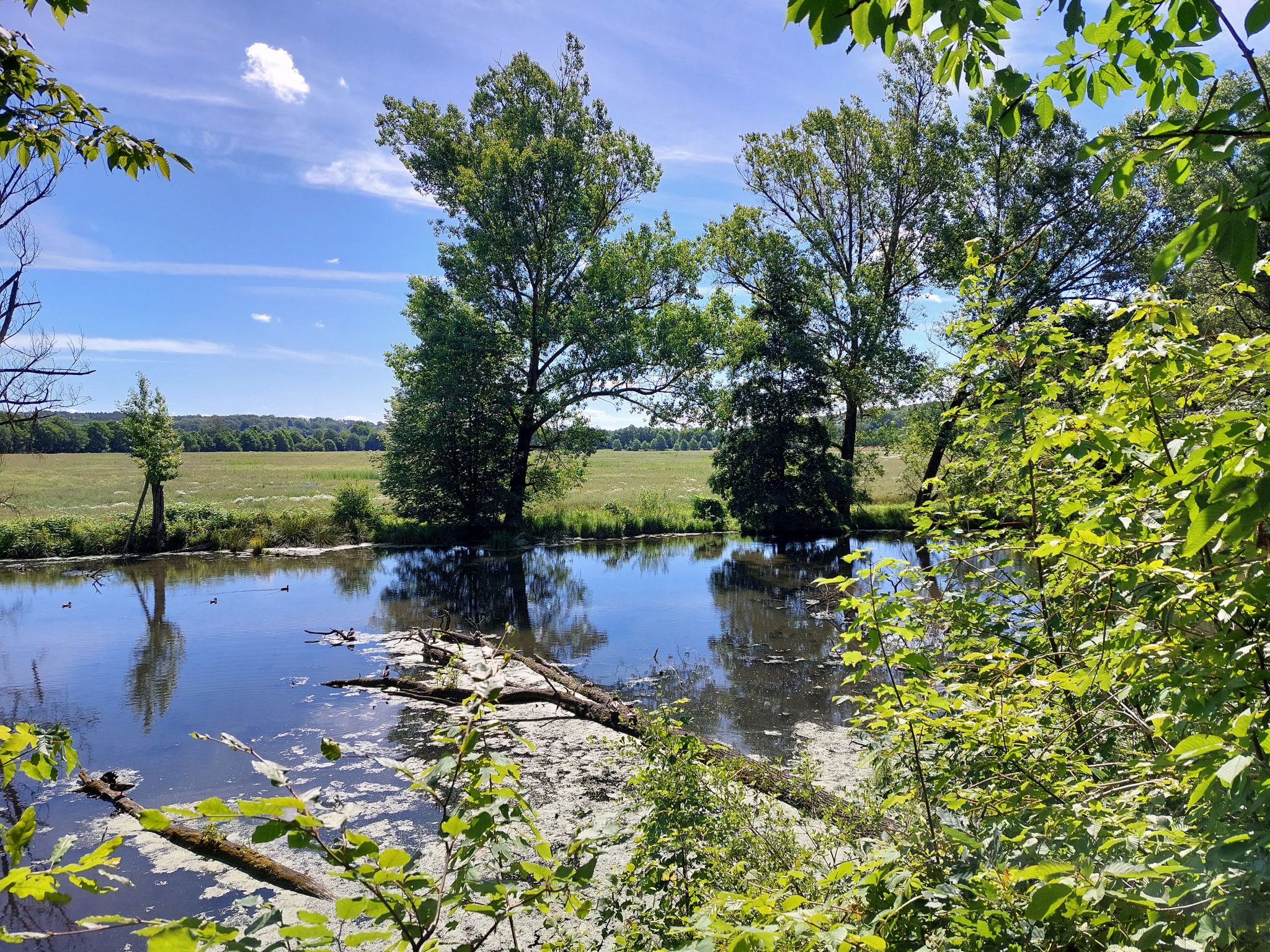 Feuchtgebiet Hartgrundbach