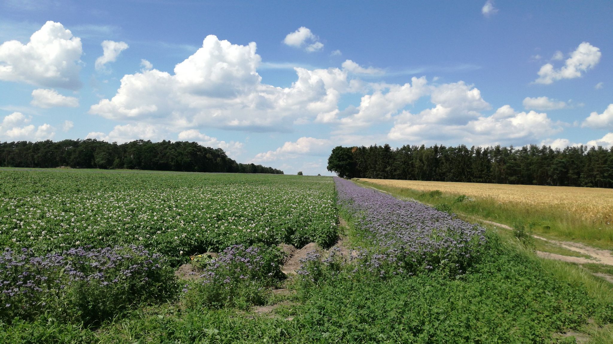 Farbenpracht