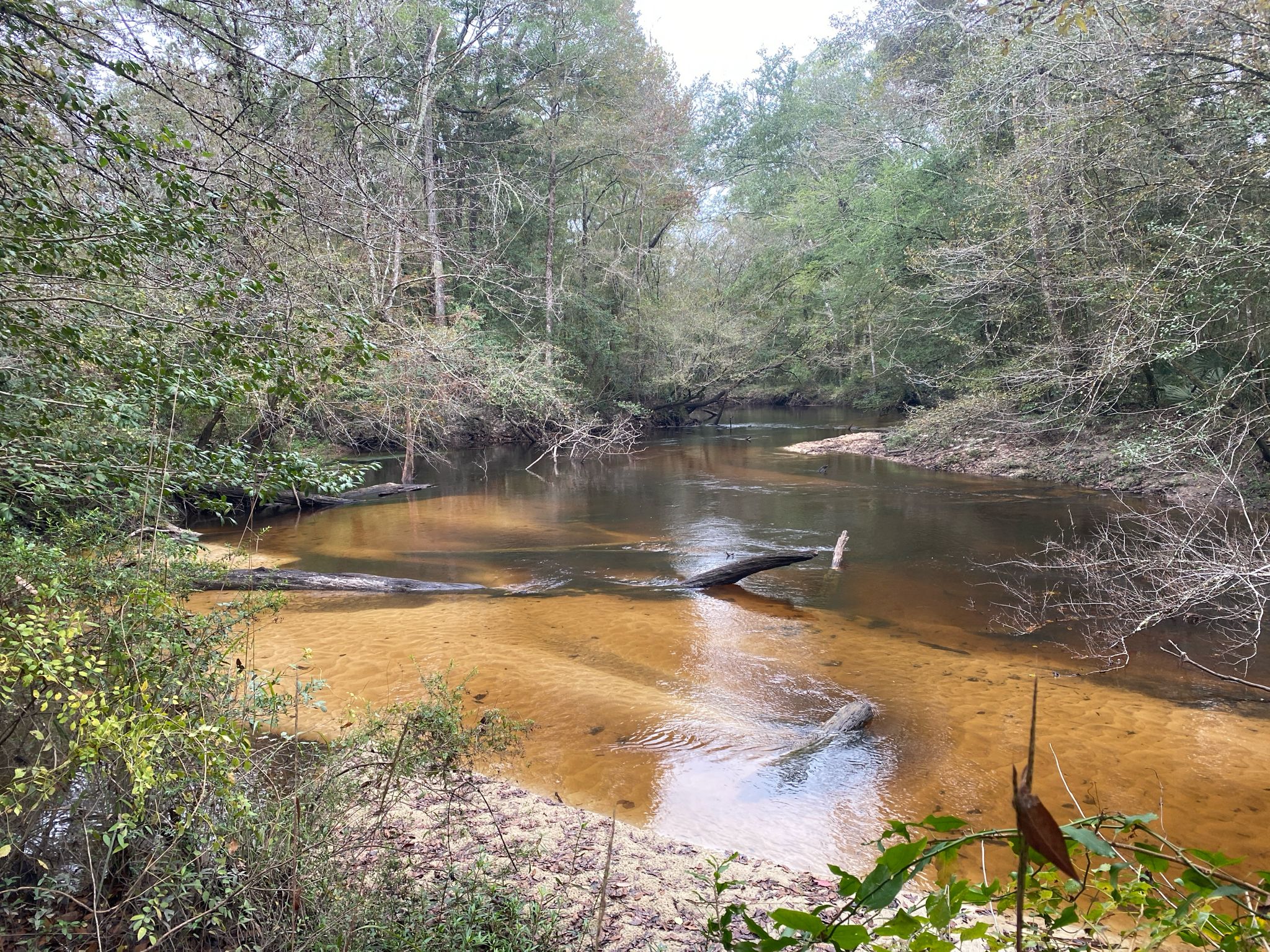 Winding river with sandy bottom and fallen logs, surrounded by green forest. - Spring Run and Sandy Creek Trails